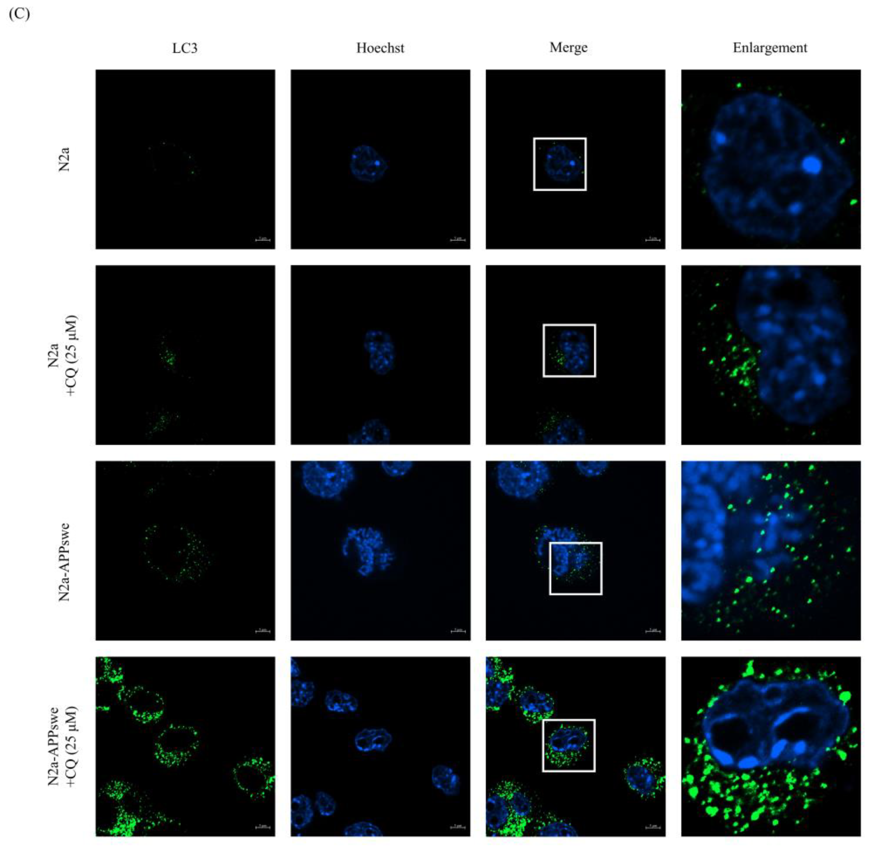 Antioxidants 11 01889 g002b