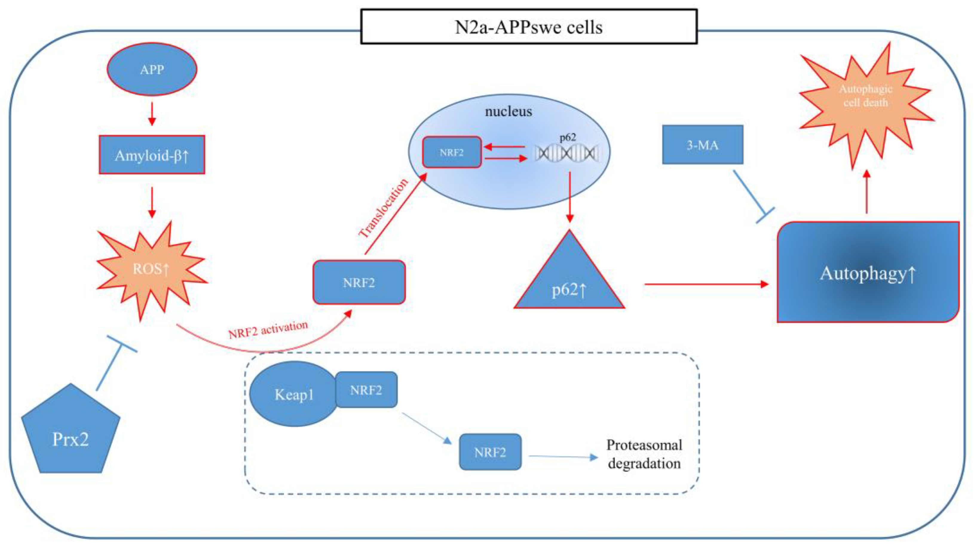 Antioxidants 11 01889 g007