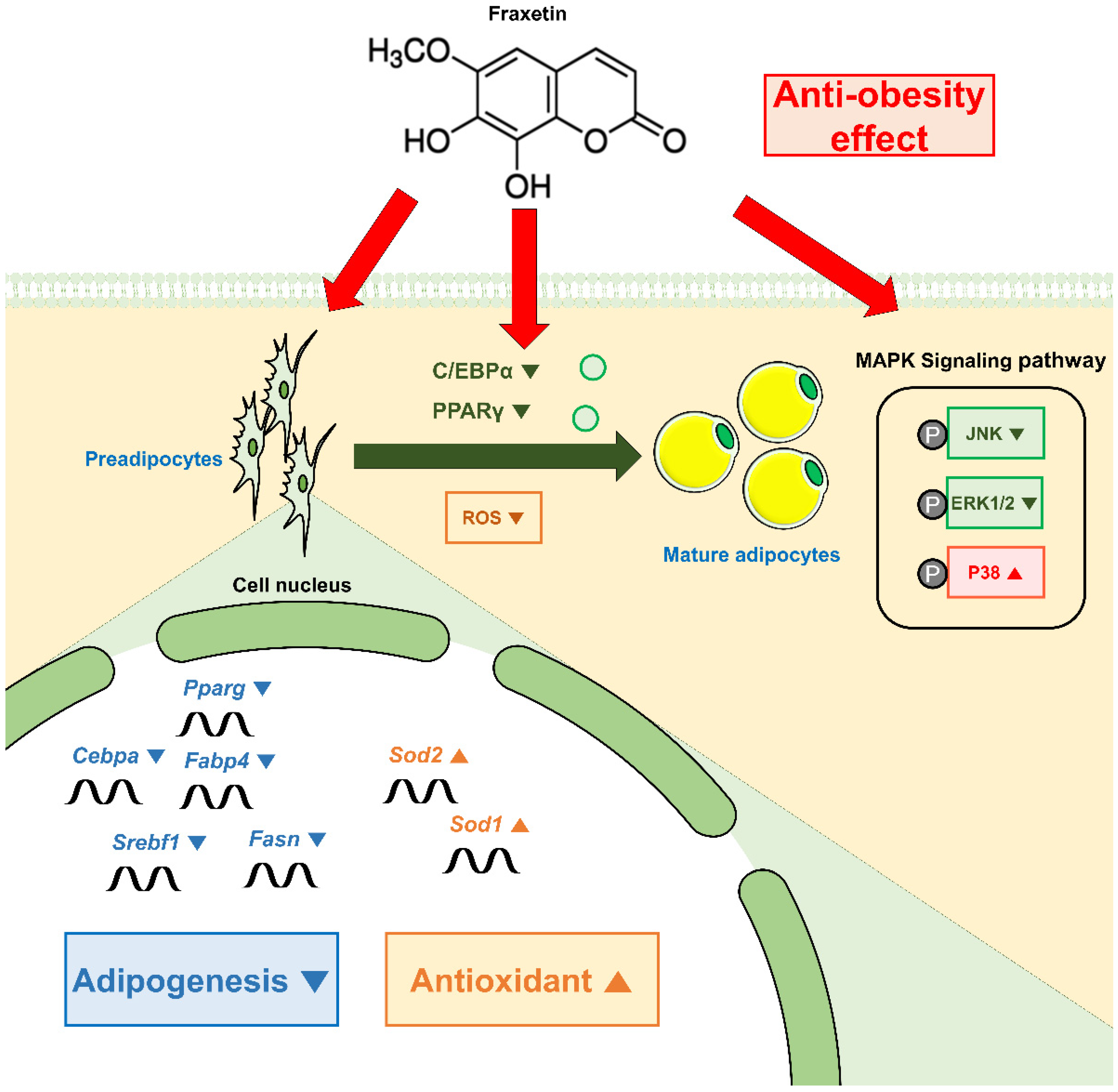 Antioxidants 11 01893 g008
