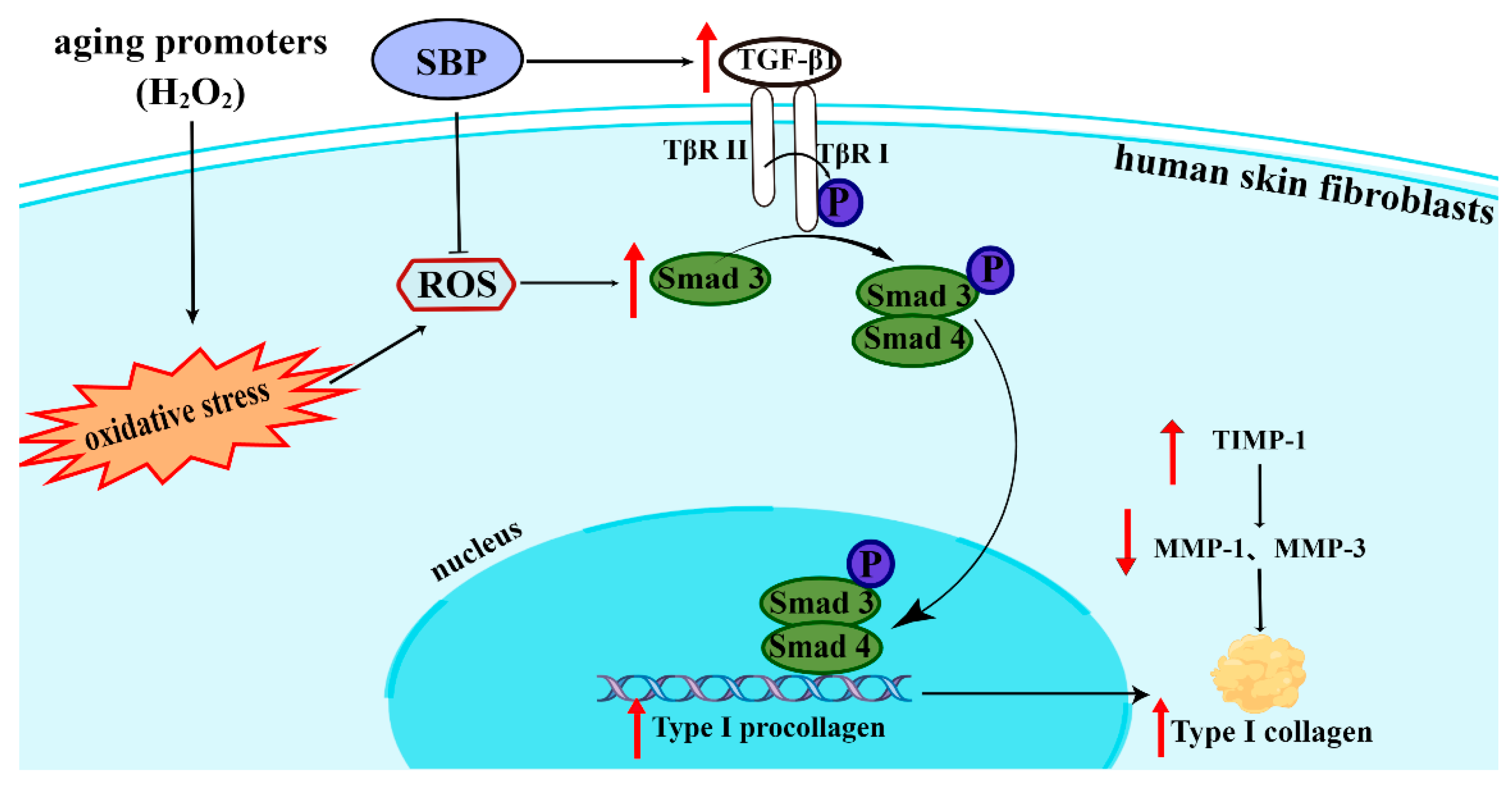 Antioxidants 11 01900 g007