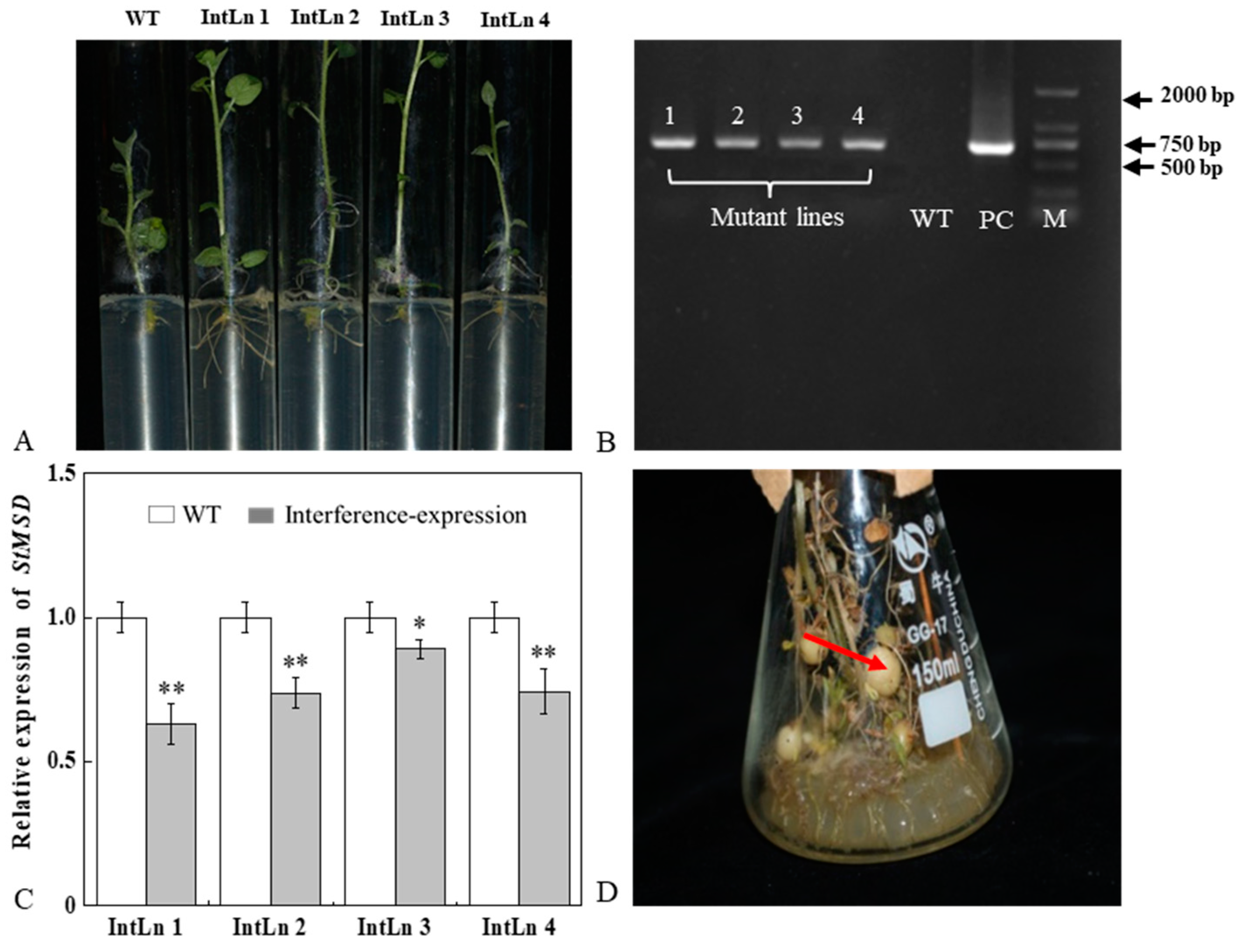 Antioxidants 11 01901 g001
