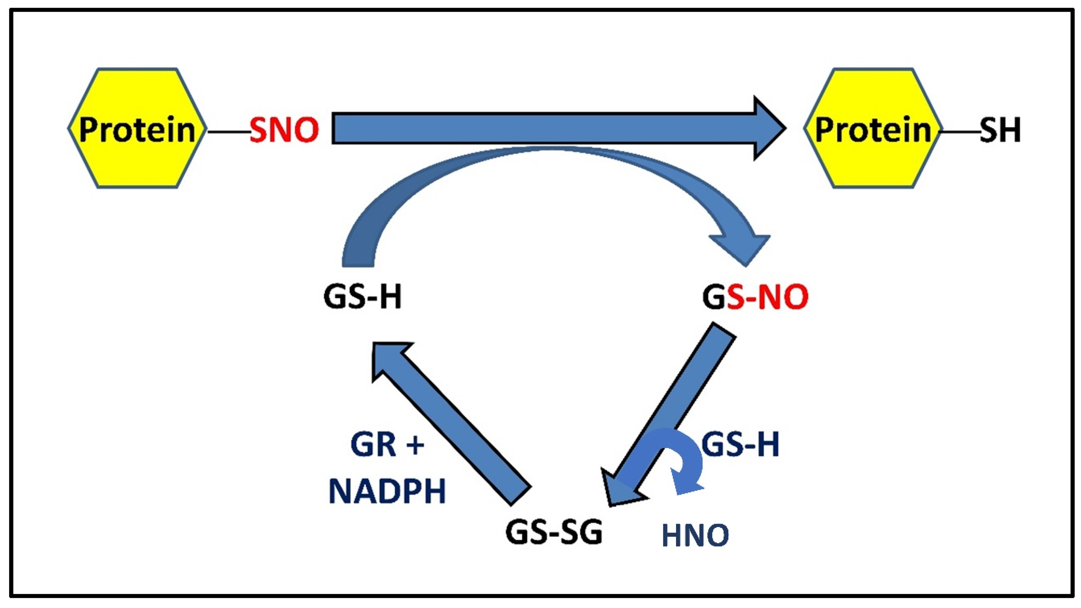 Antioxidants 11 01921 g002