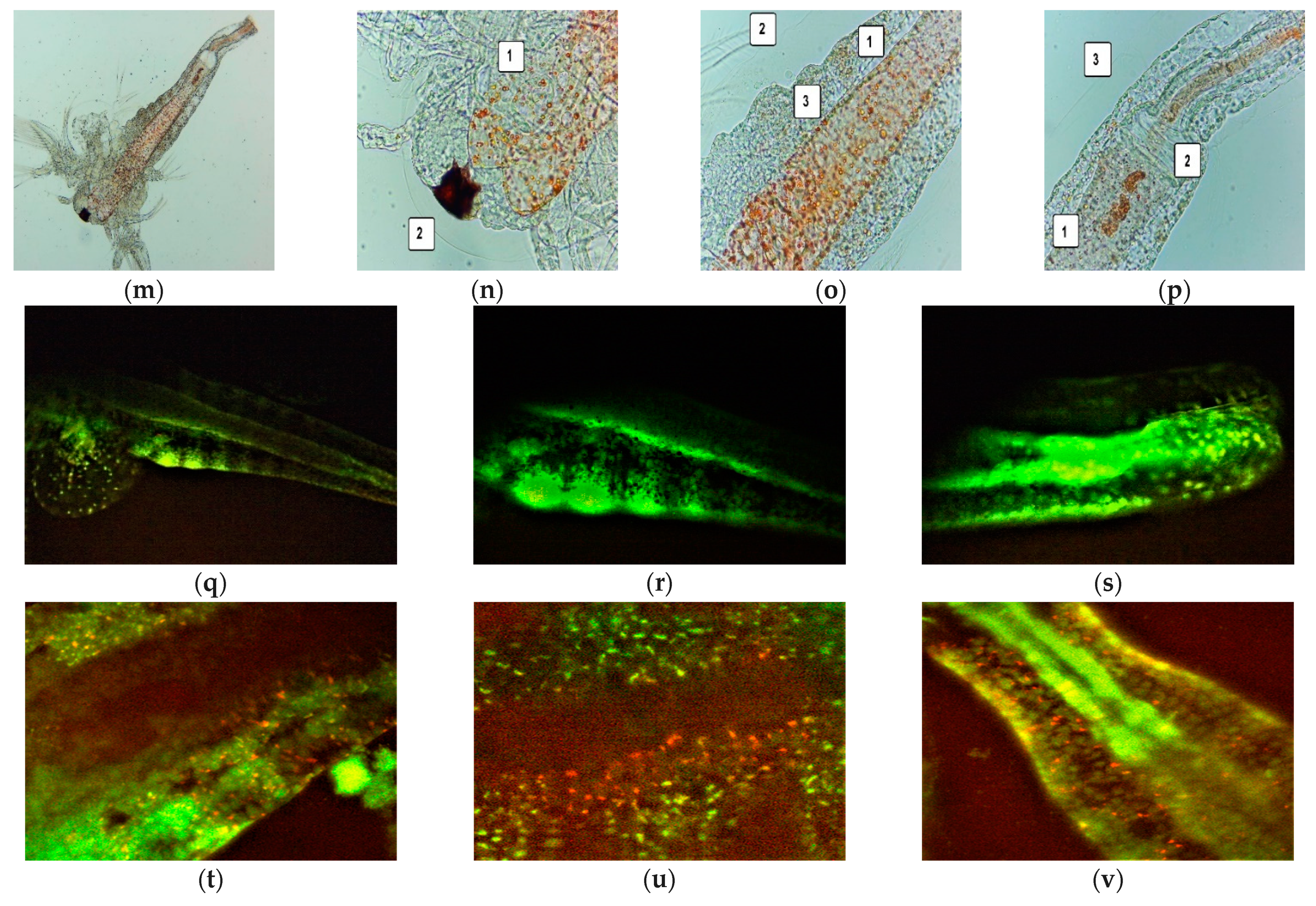 Antioxidants 11 01934 g003b Antioxidants 11 01934 g003b