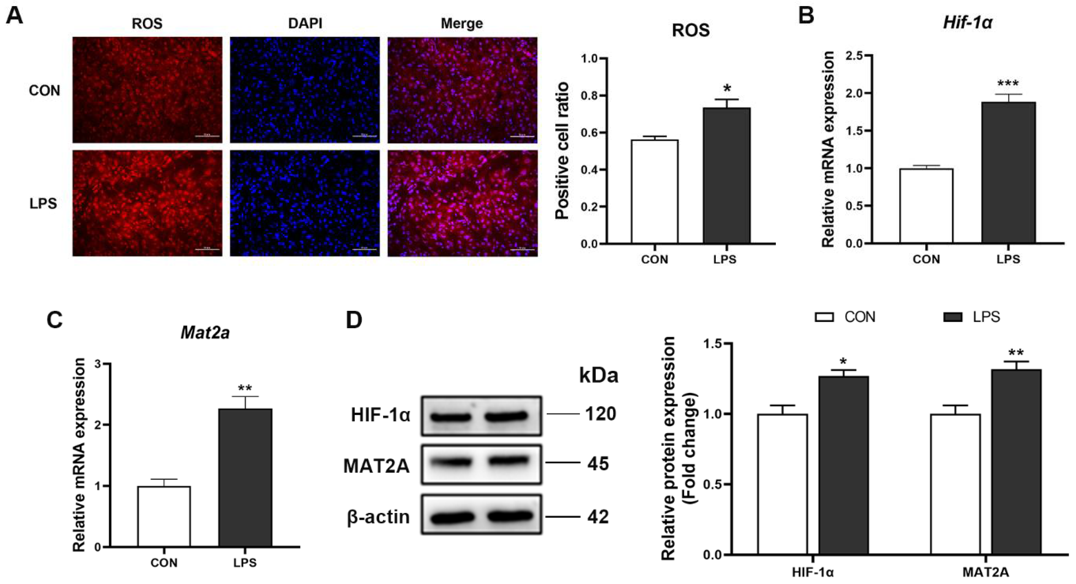 Antioxidants 11 01954 g006
