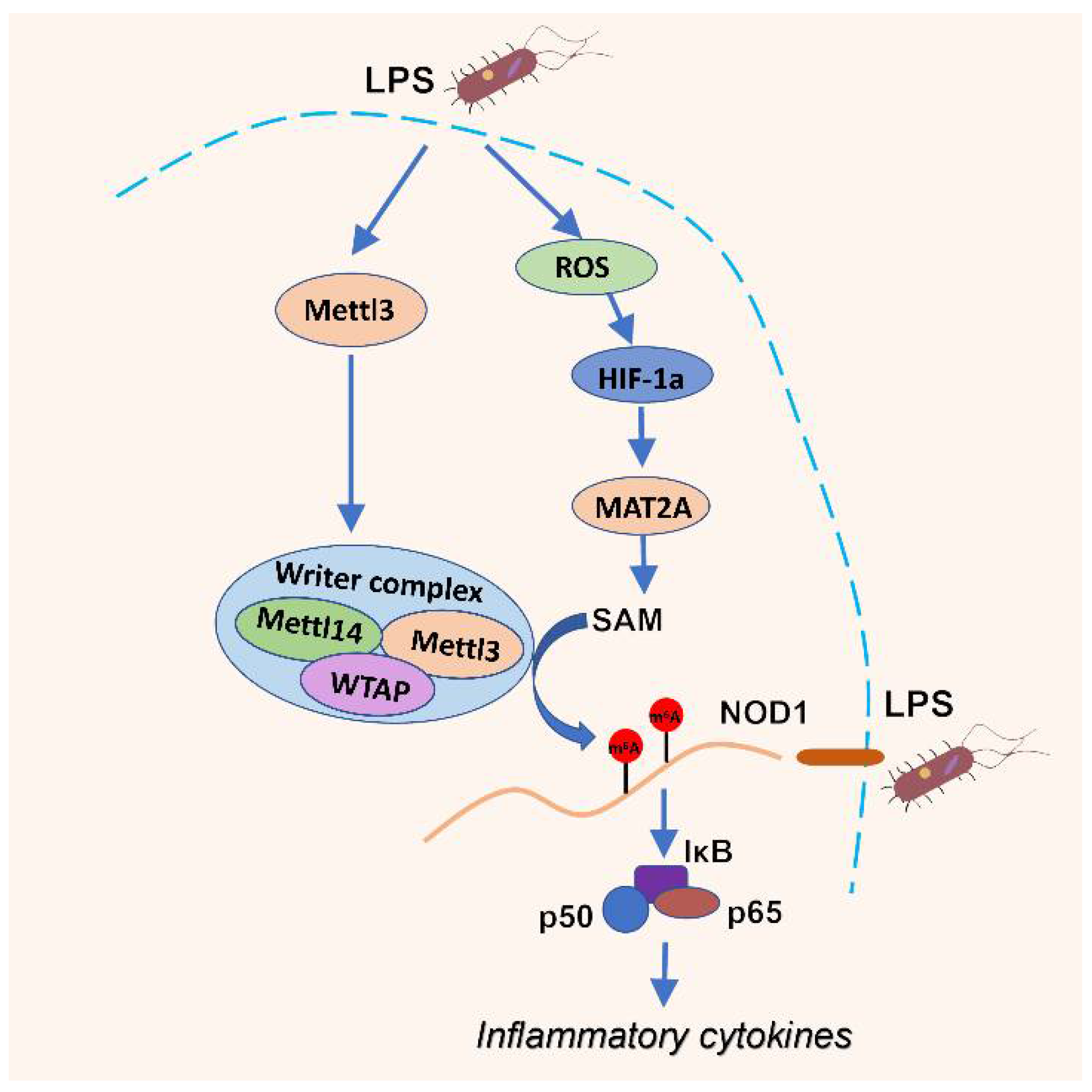 Antioxidants 11 01954 g007