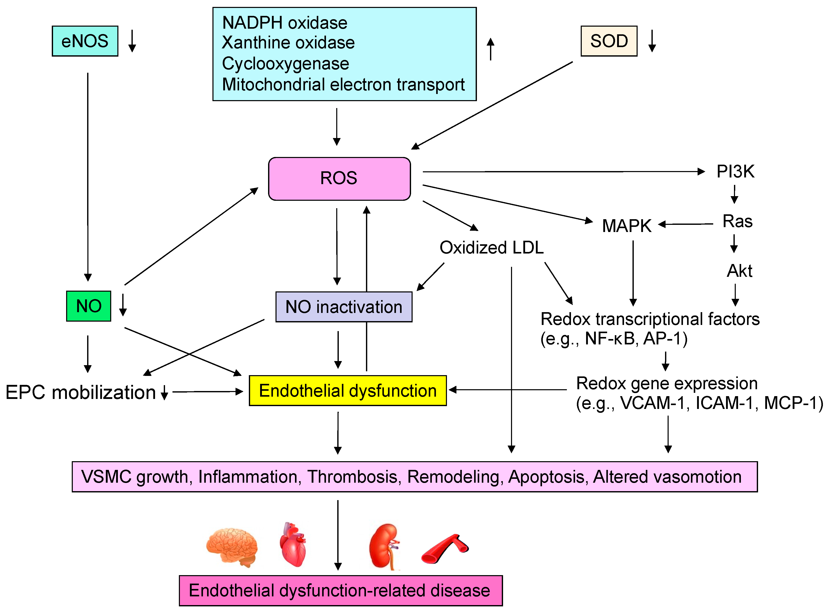 Antioxidants 11 01958 g002