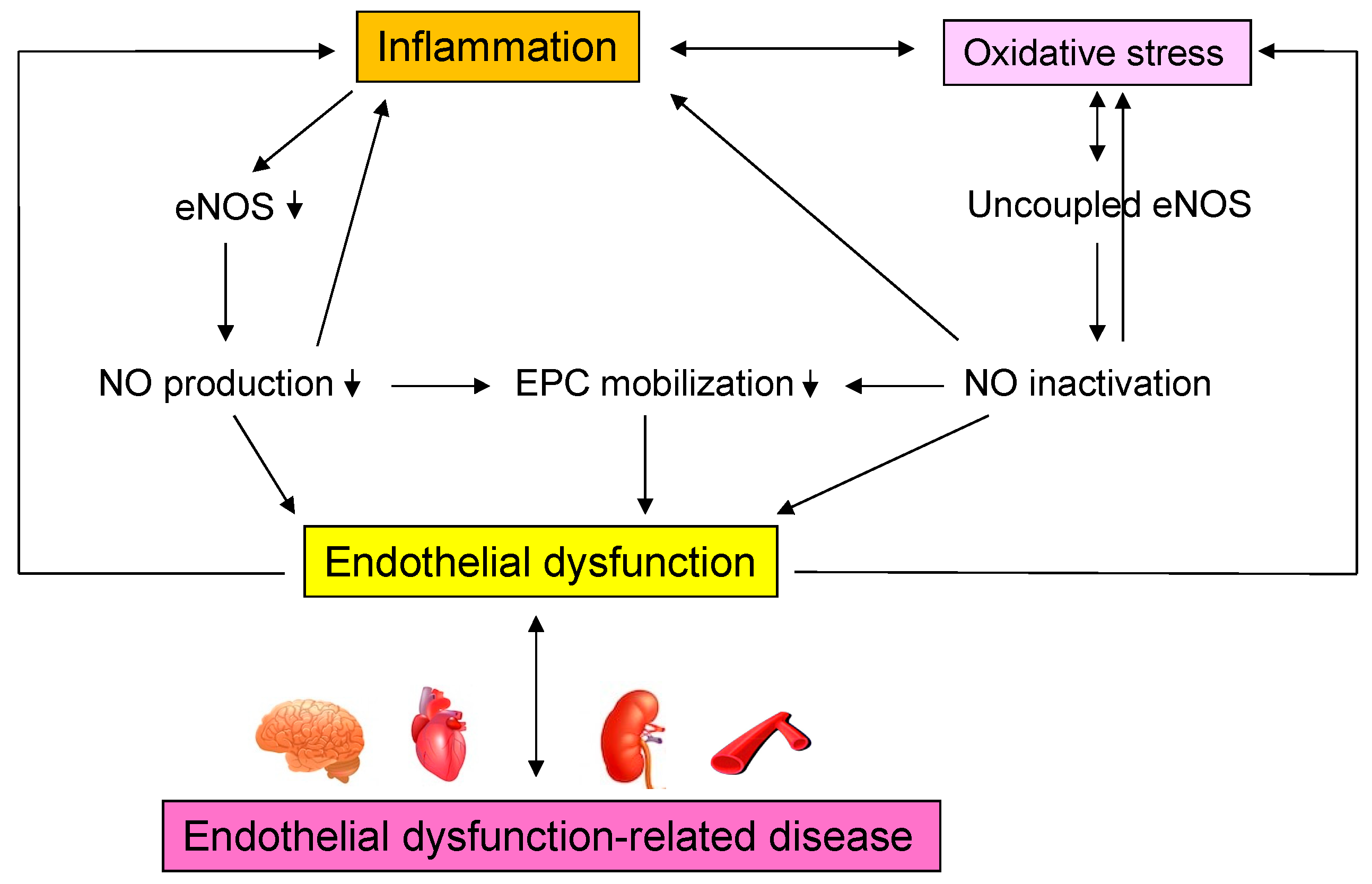 Antioxidants 11 01958 g003