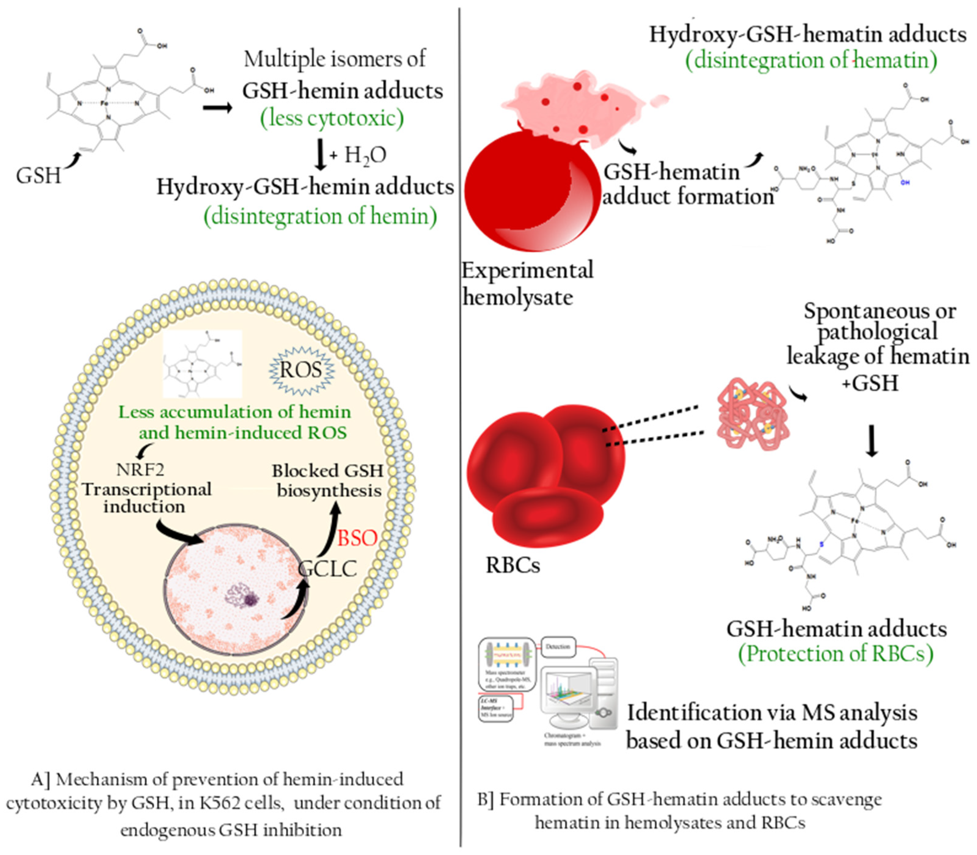 Antioxidants 11 01959 g009