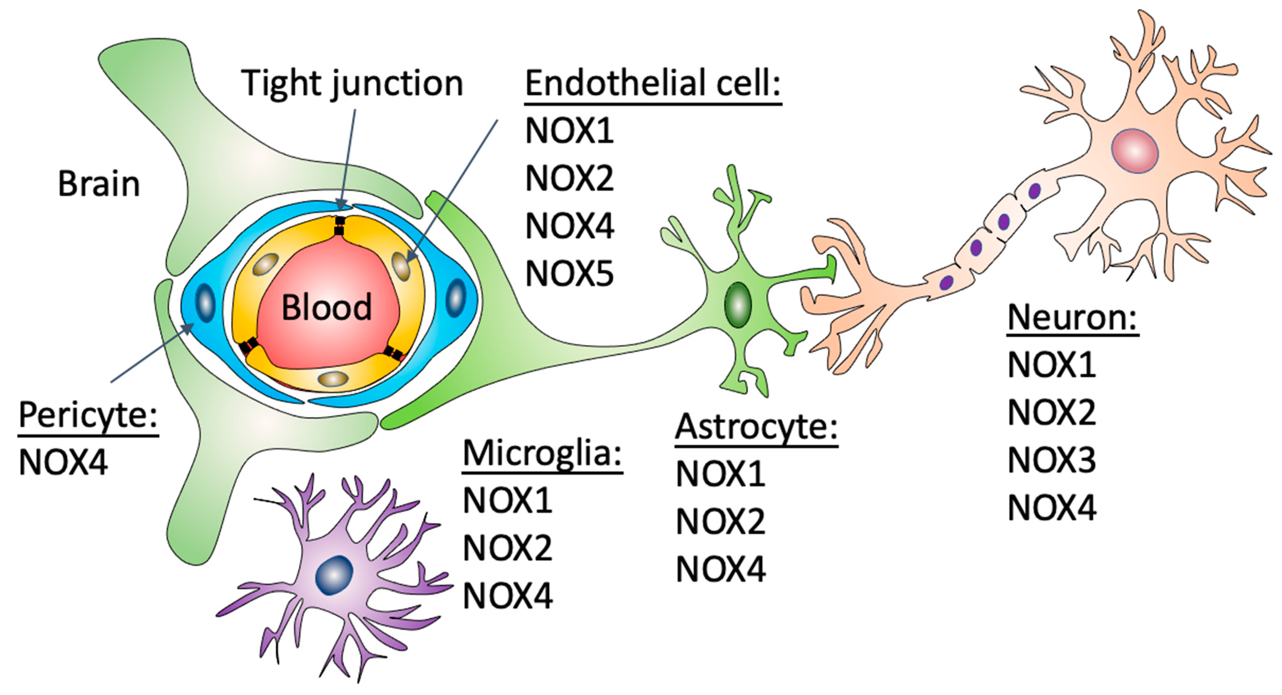 Antioxidants 11 01966 g001