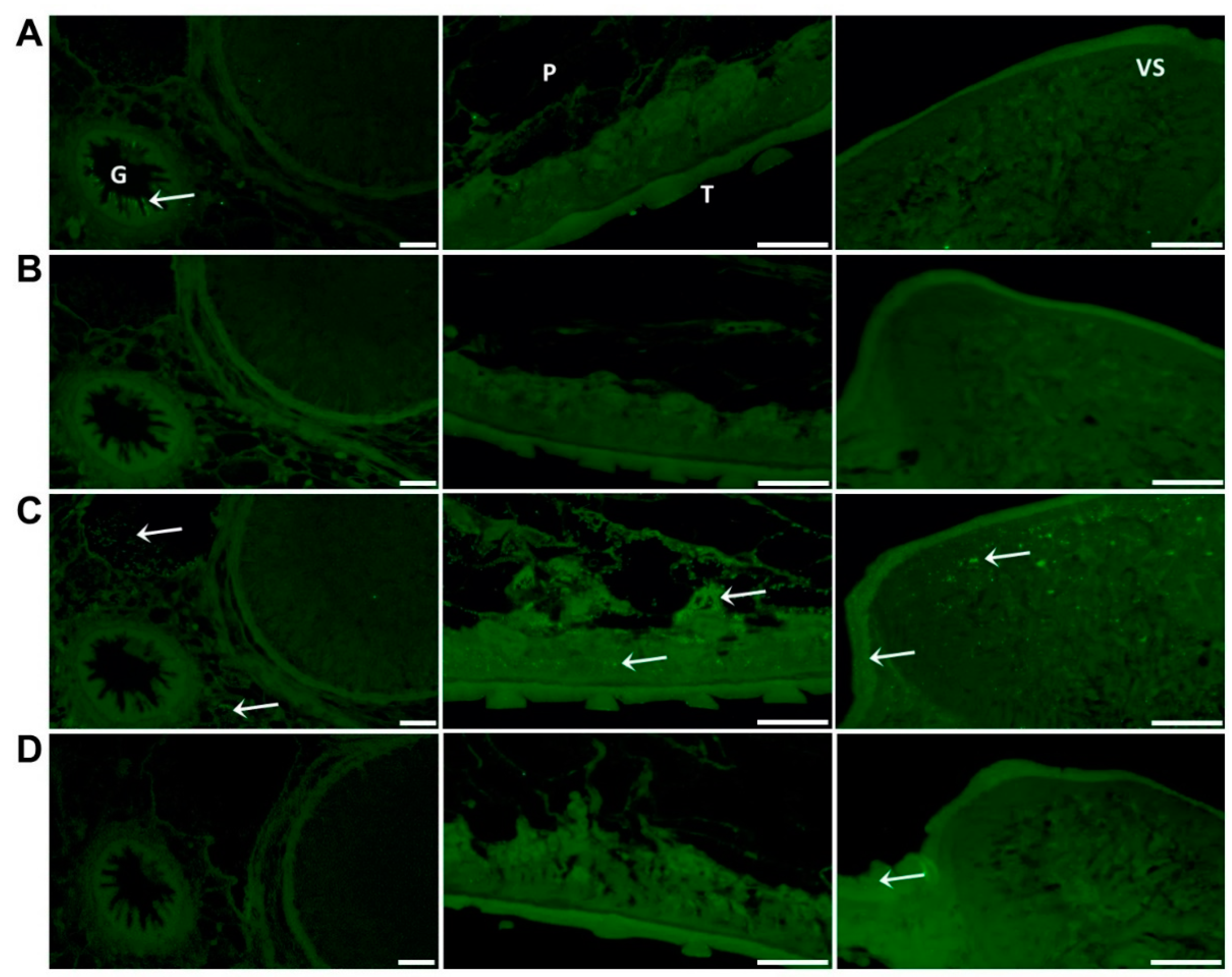 Antioxidants 11 01968 g005