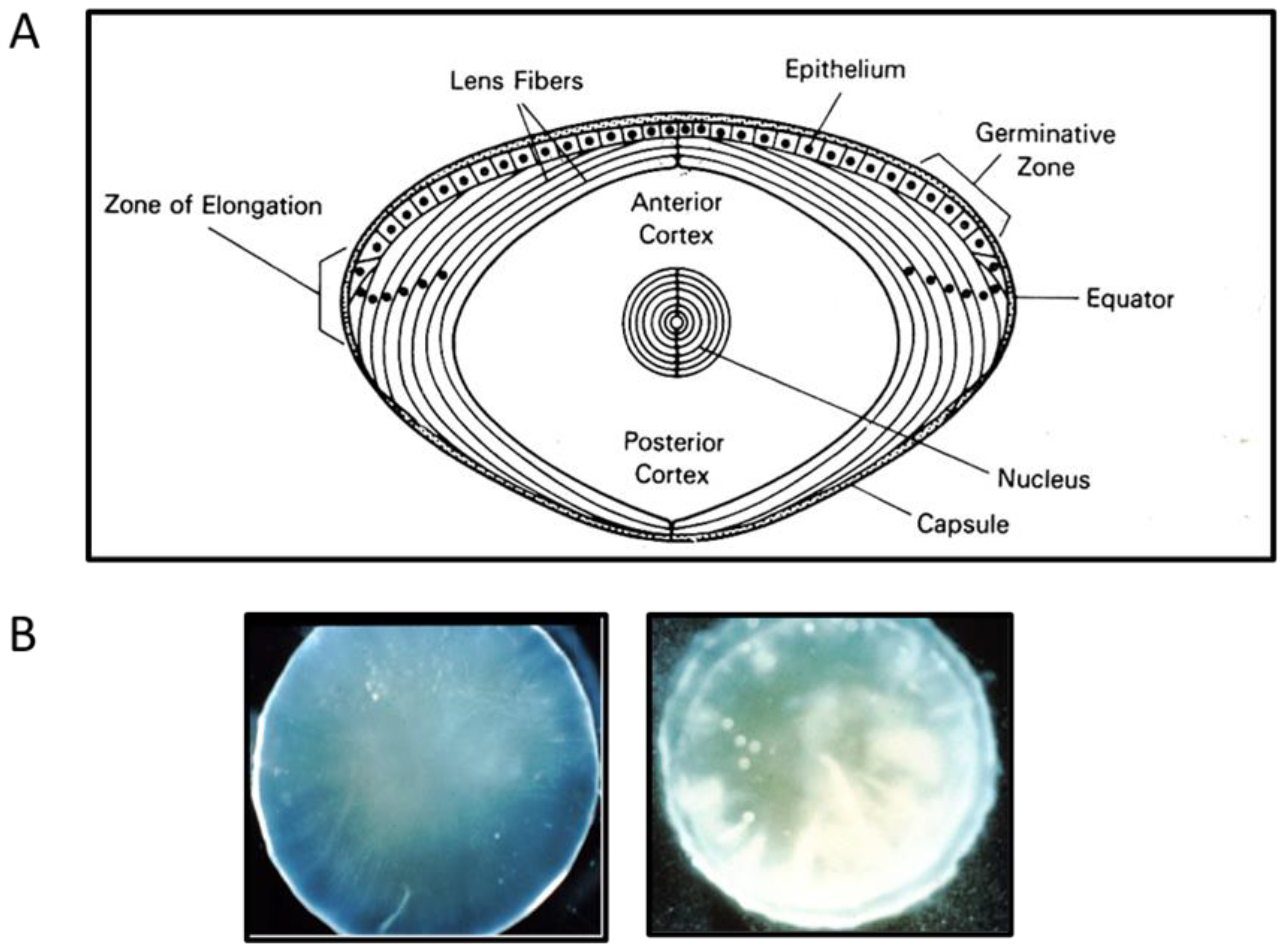 Antioxidants 11 01973 g001 Antioxidants 11 01973 g001