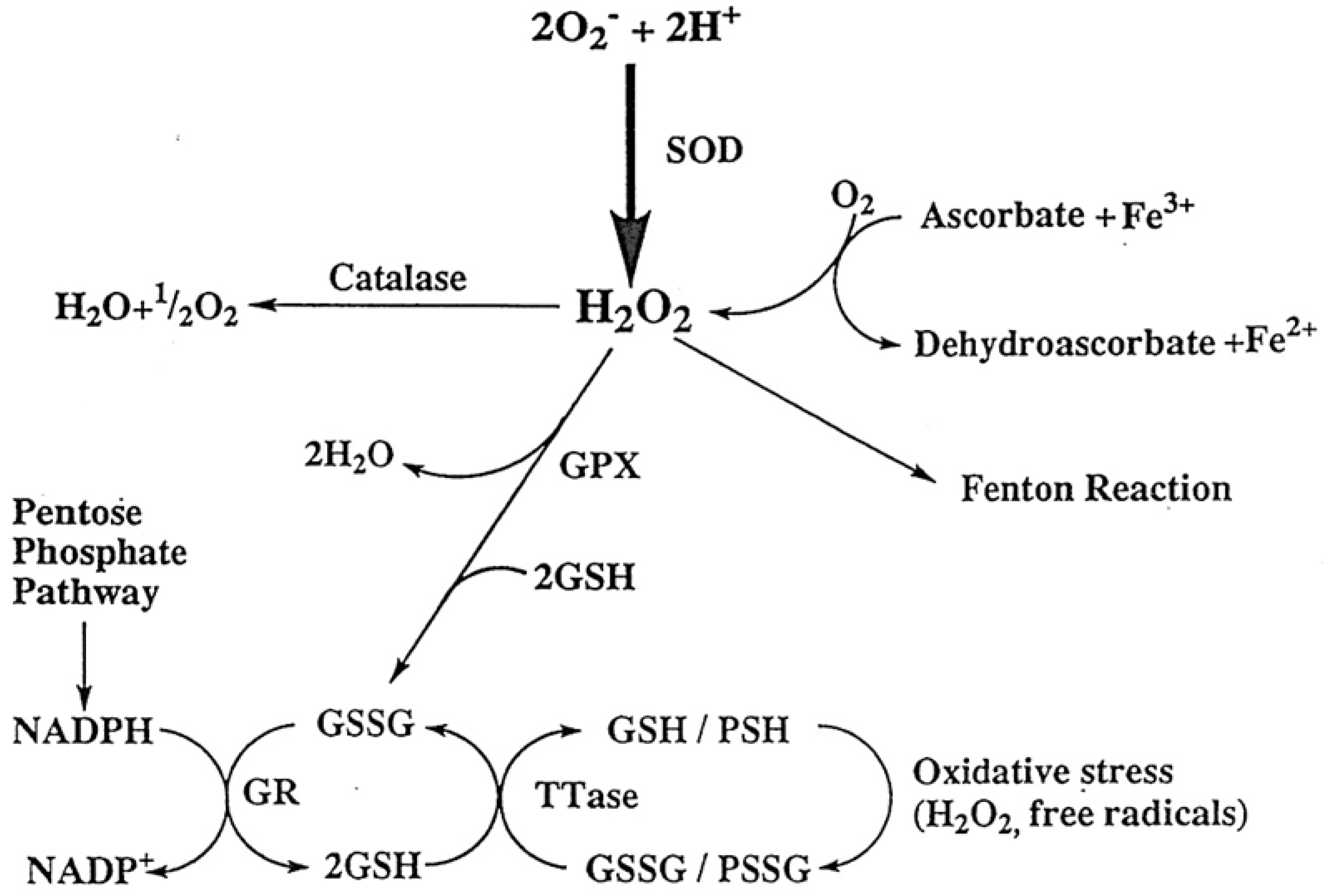 Antioxidants 11 01973 g002 Antioxidants 11 01973 g002