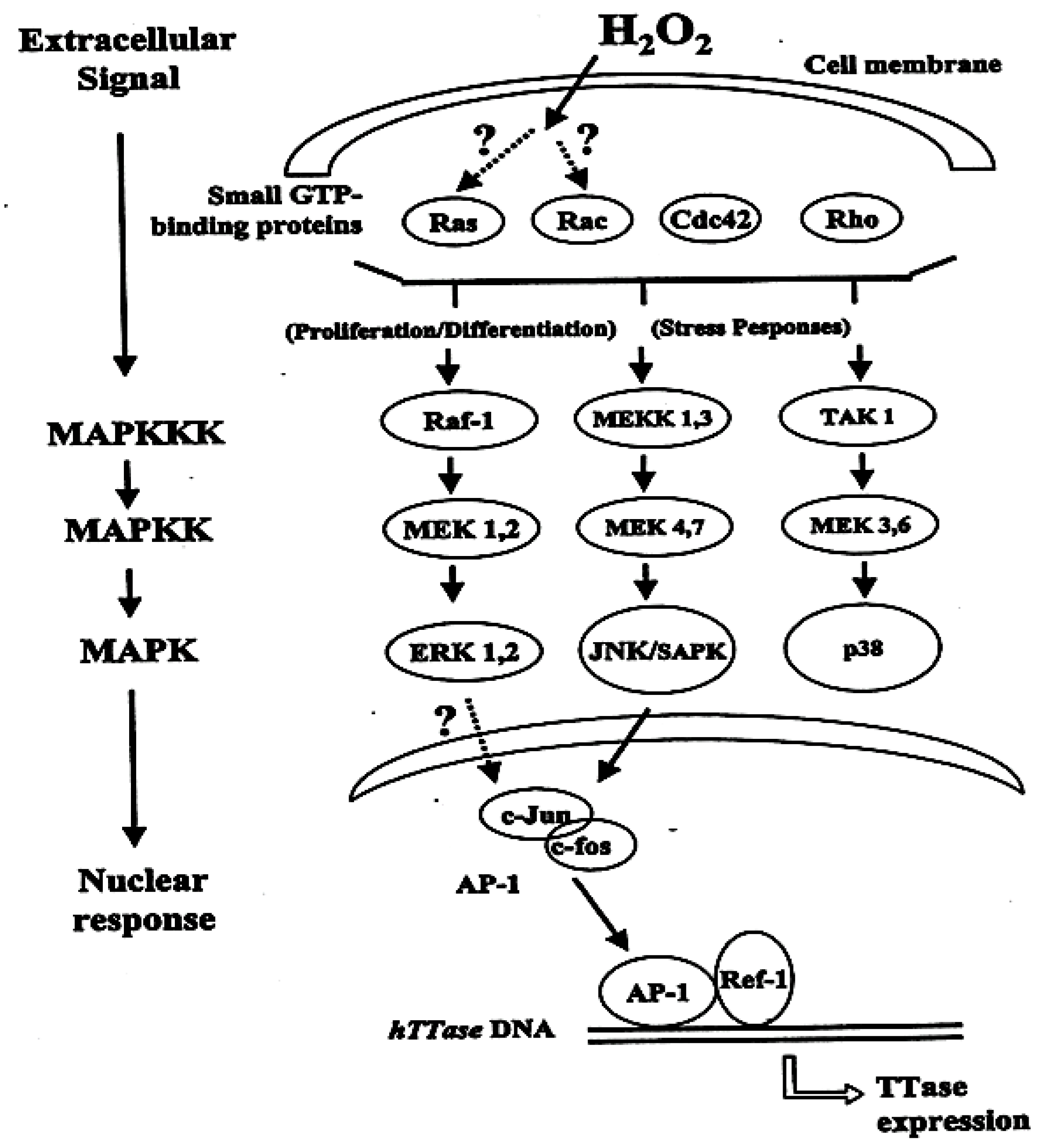 Antioxidants 11 01973 g007 Antioxidants 11 01973 g007