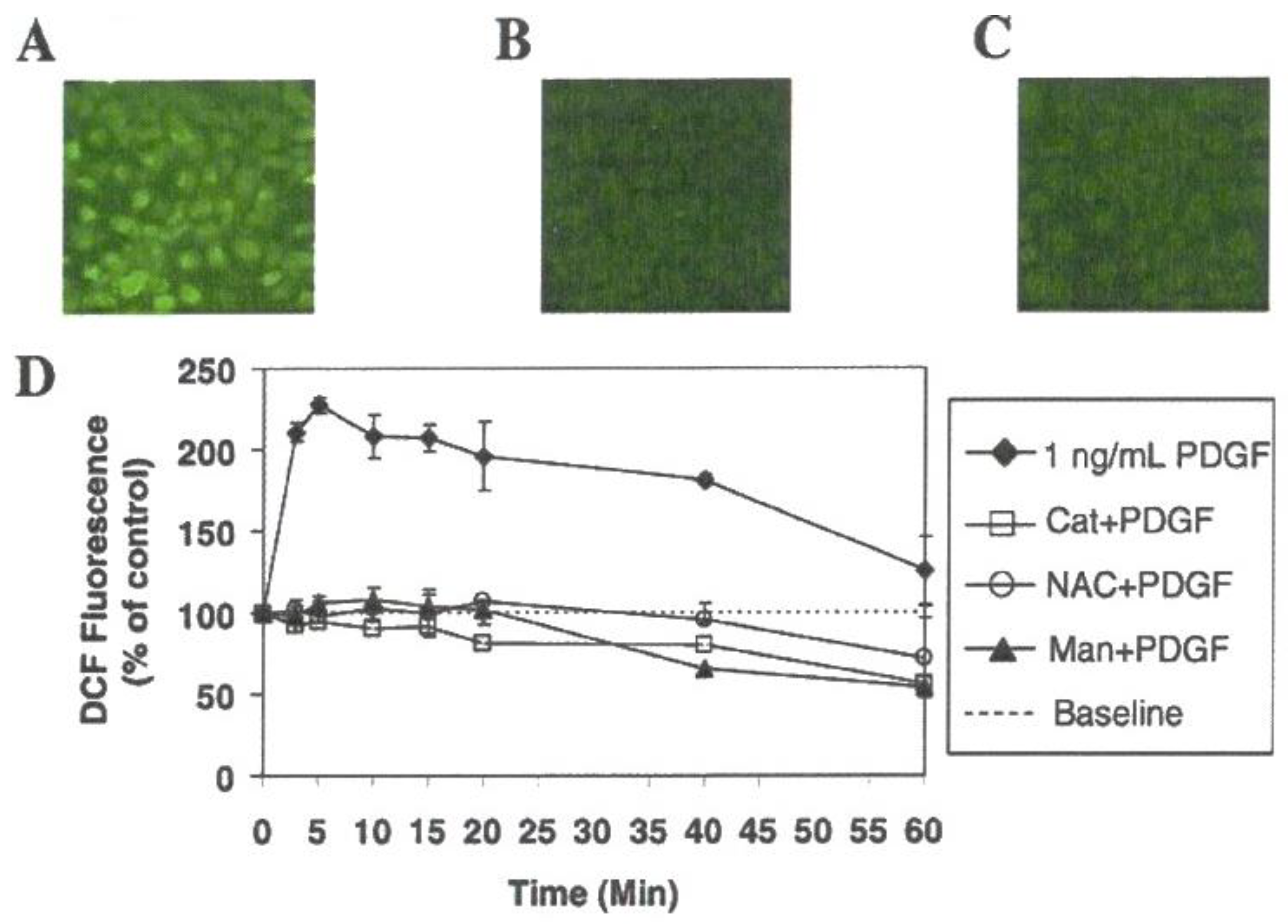 Antioxidants 11 01973 g008 Antioxidants 11 01973 g008