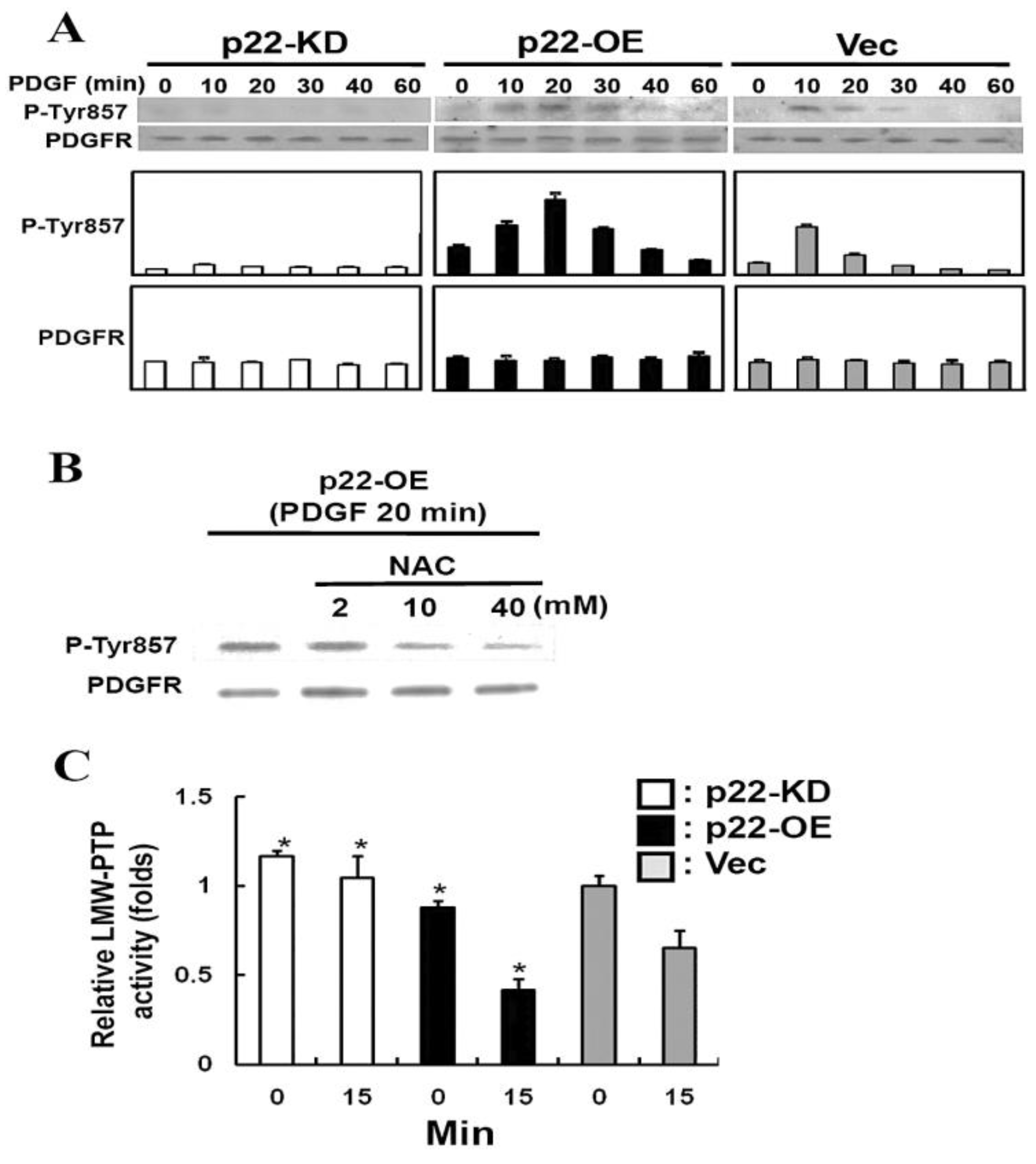 Antioxidants 11 01973 g011 Antioxidants 11 01973 g011