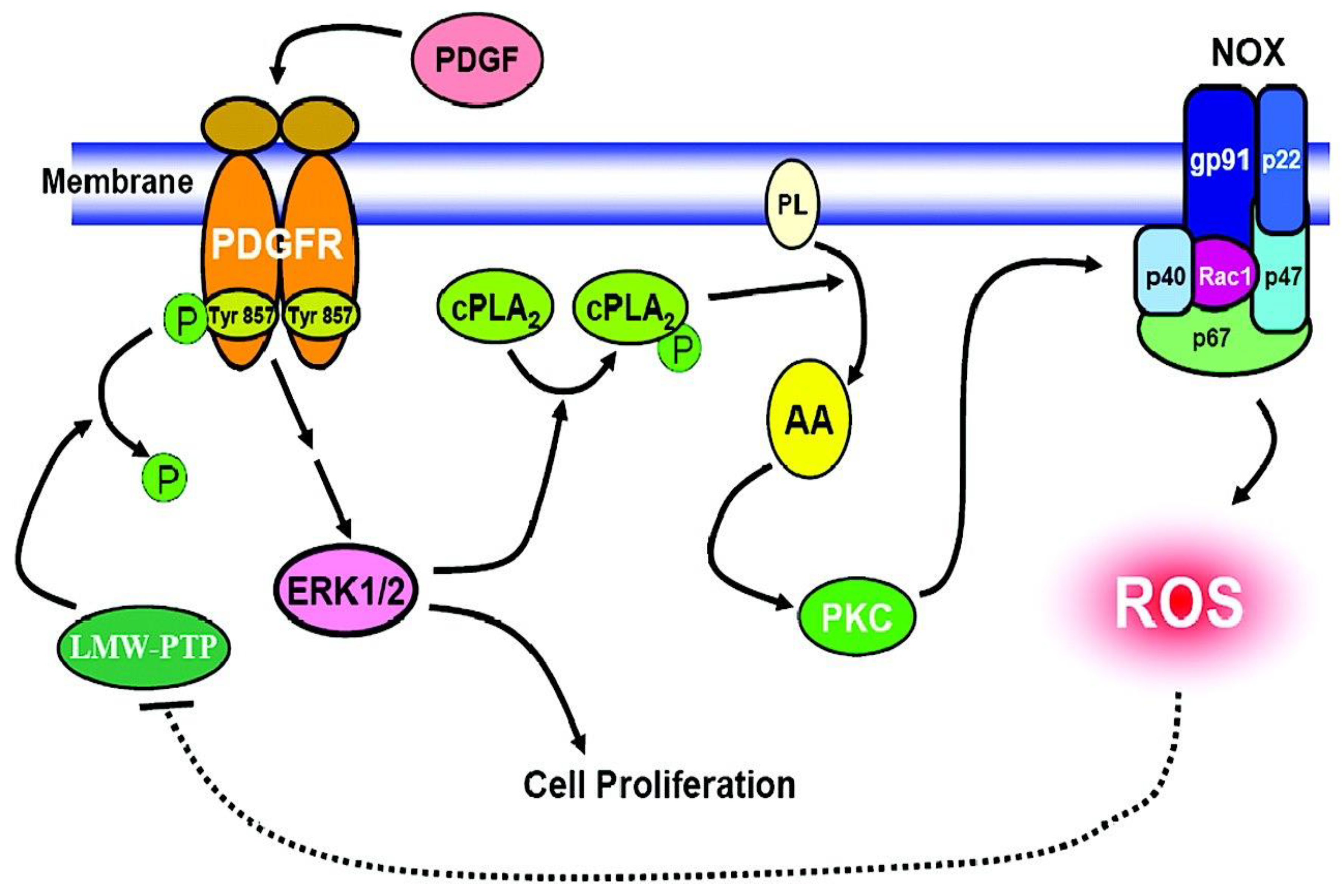 Antioxidants 11 01973 g012 Antioxidants 11 01973 g012