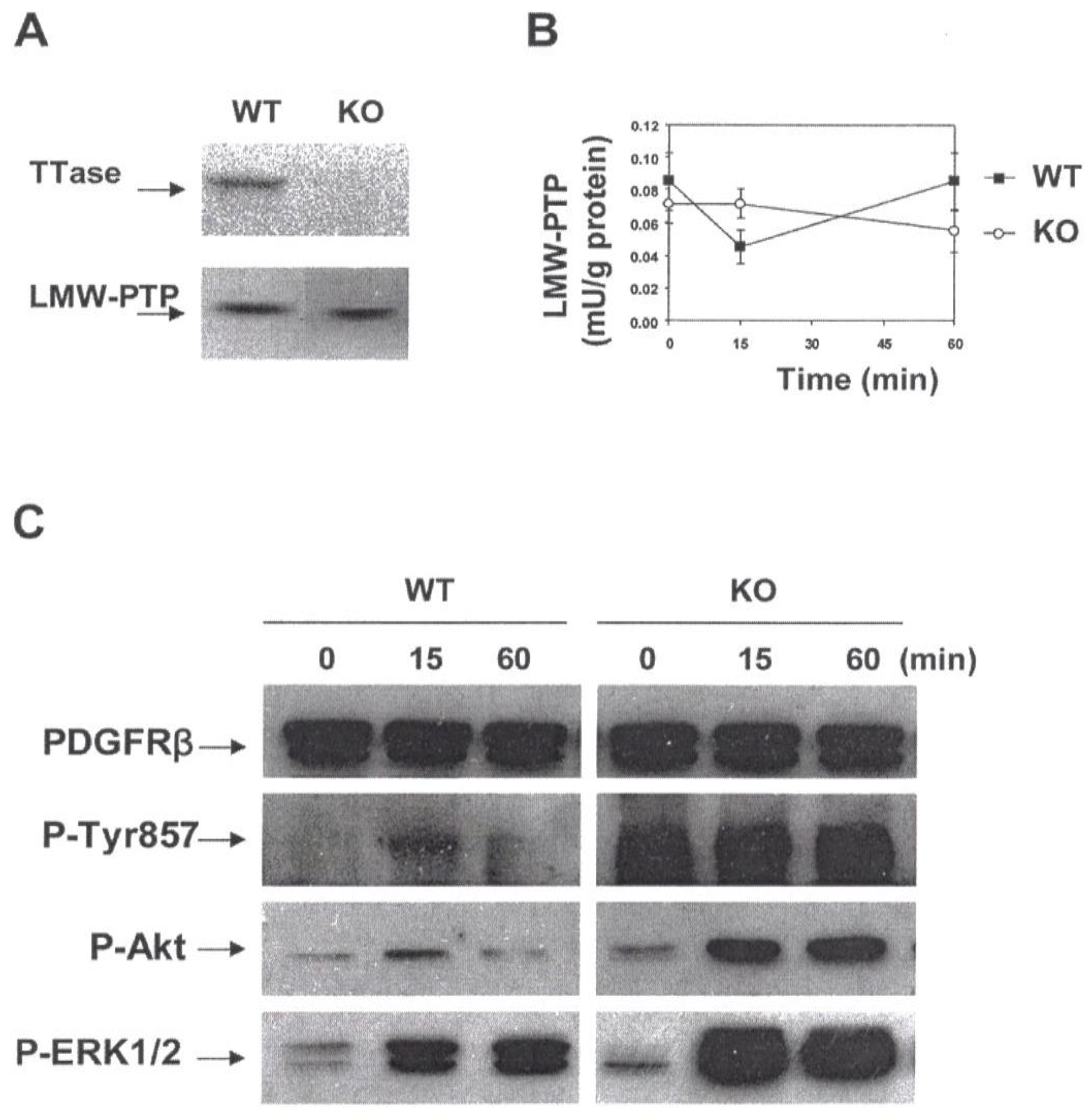 Antioxidants 11 01973 g013 Antioxidants 11 01973 g013