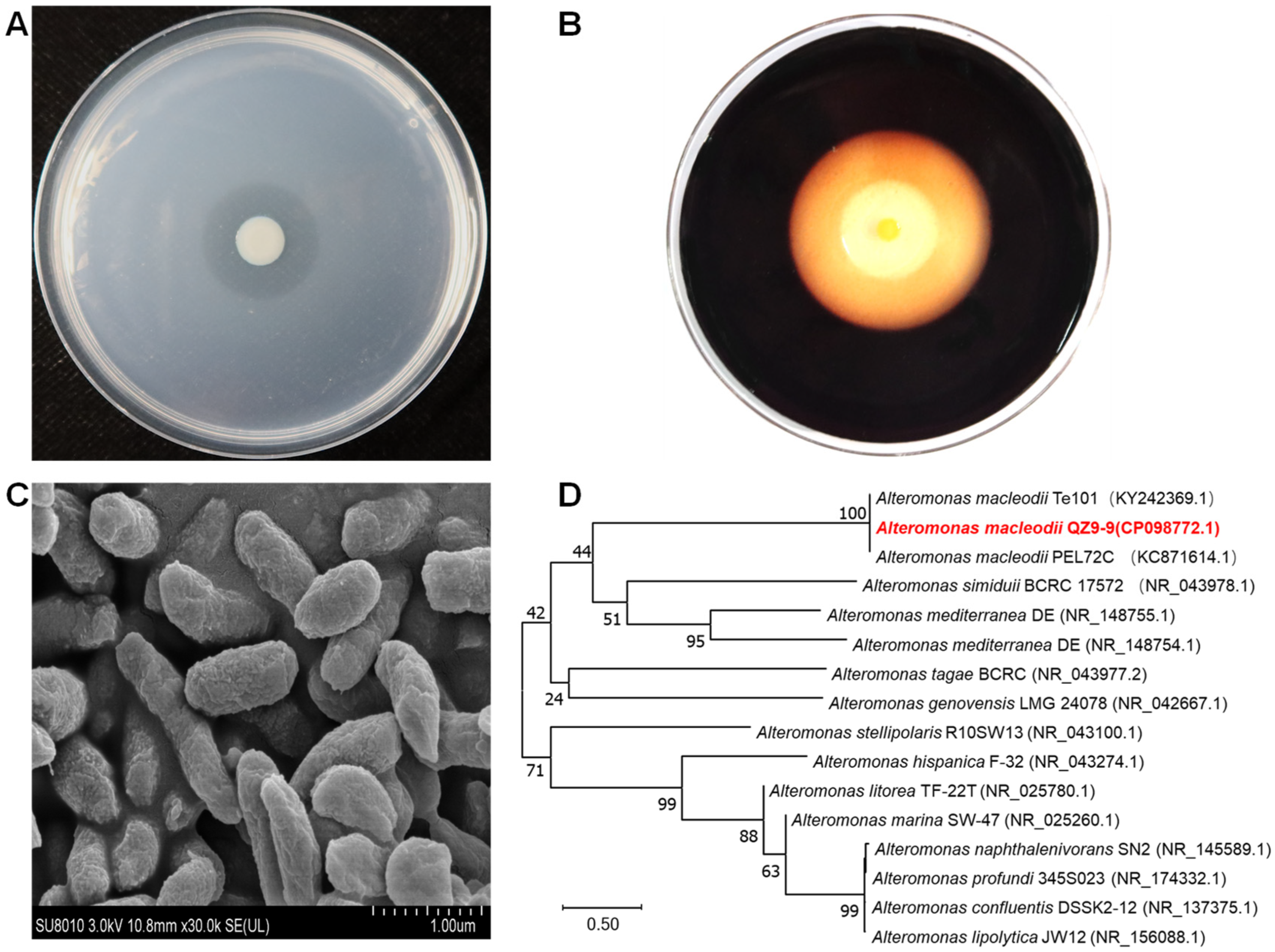 Antioxidants 11 01977 g001 Antioxidants 11 01977 g001