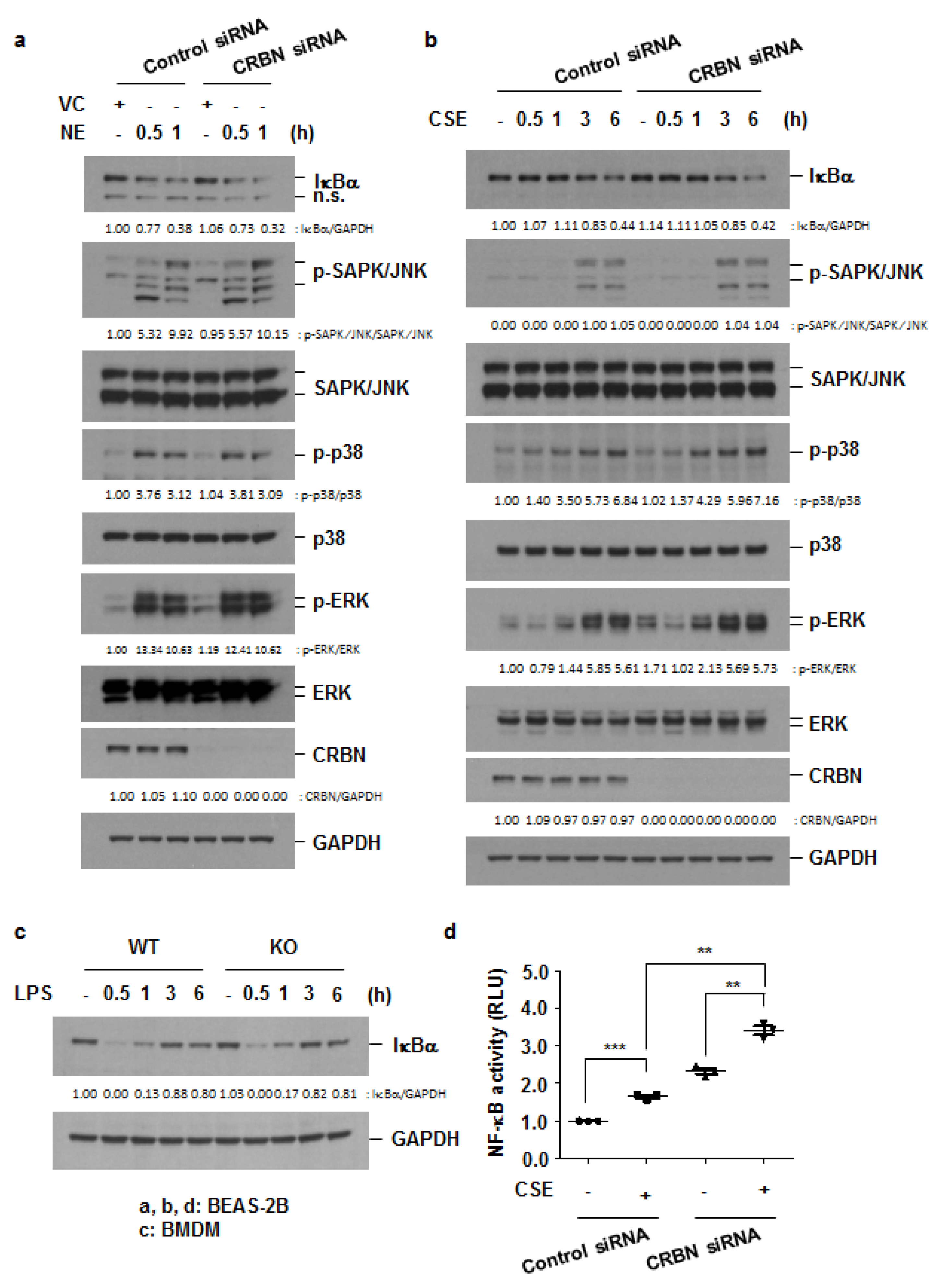 Antioxidants 11 01980 g005
