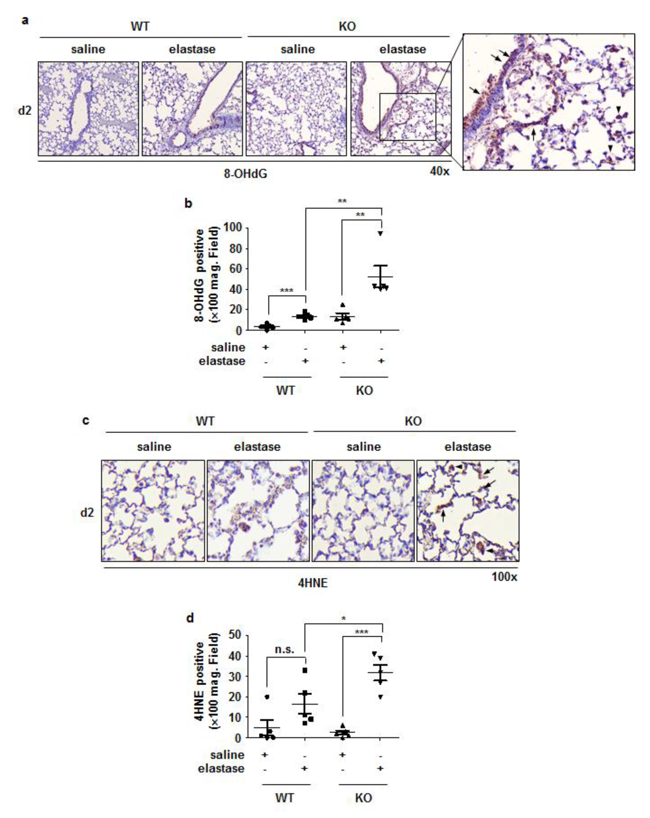 Antioxidants 11 01980 g006