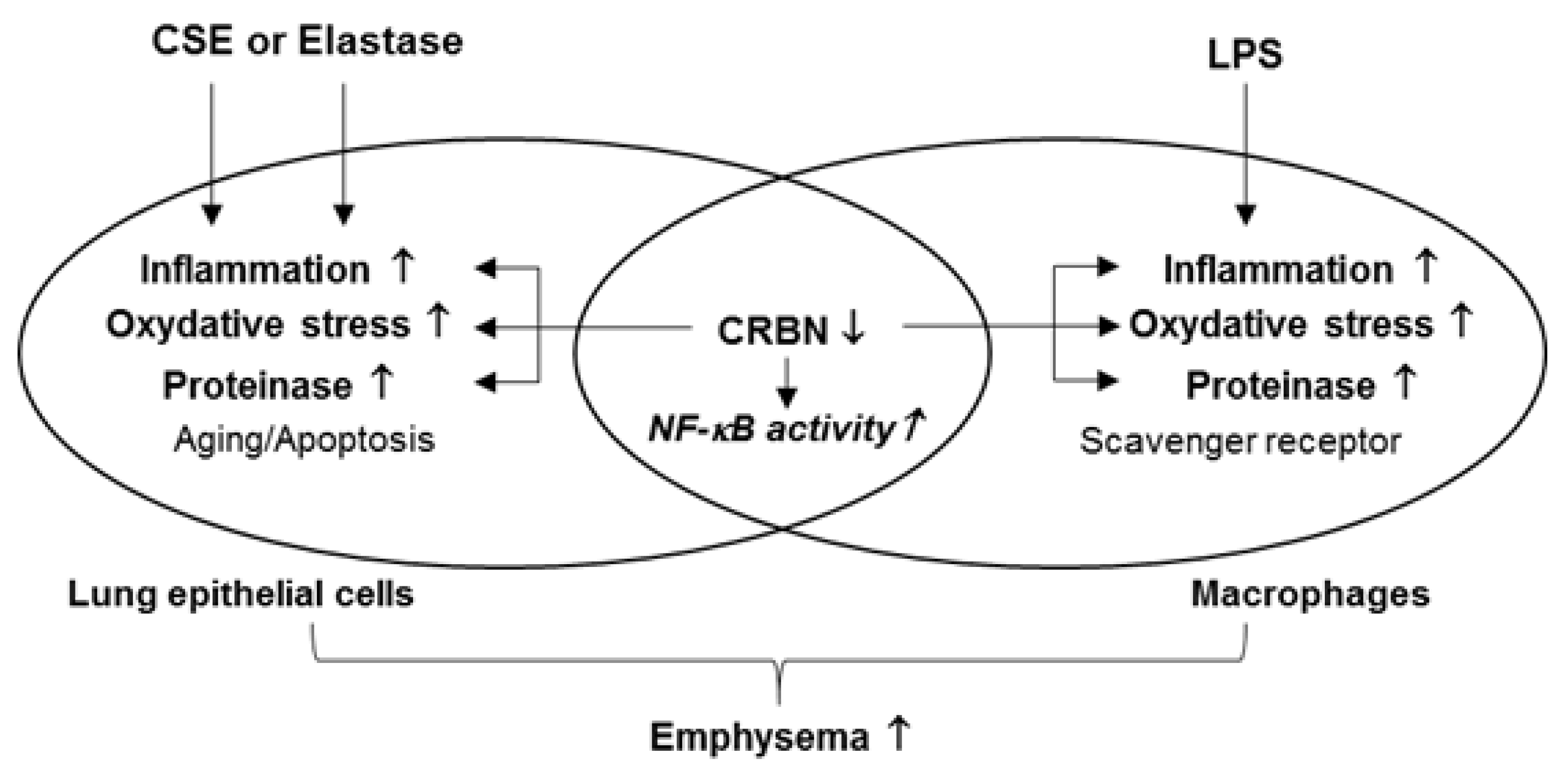 Antioxidants 11 01980 g008