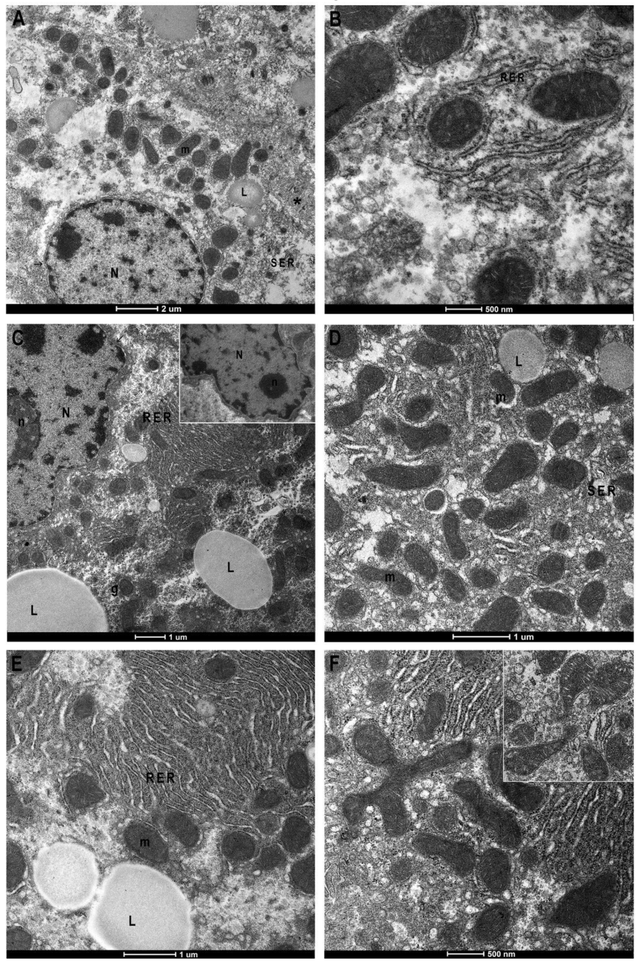 Antioxidants 11 01990 g004