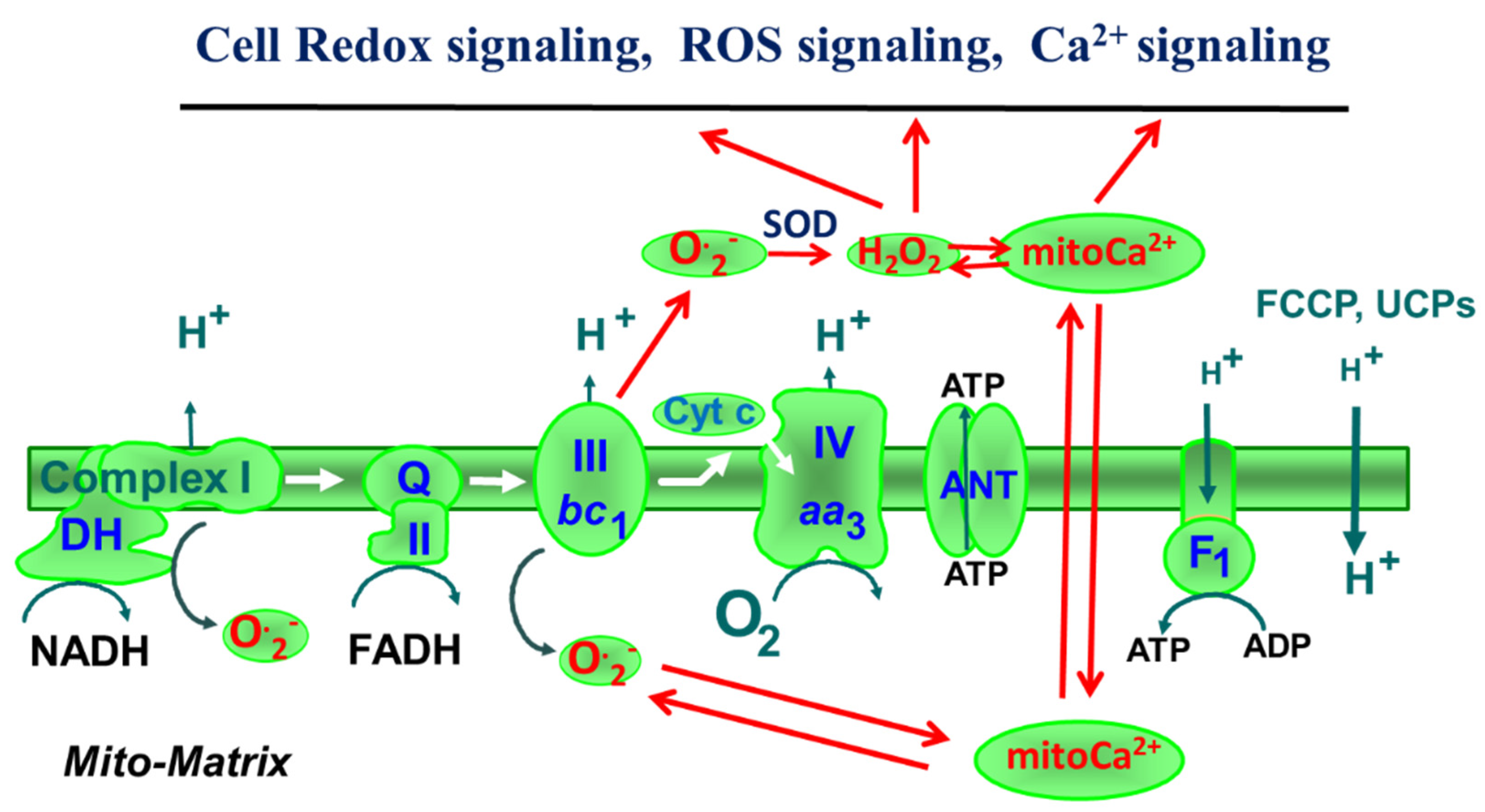 Antioxidants 11 01995 g001