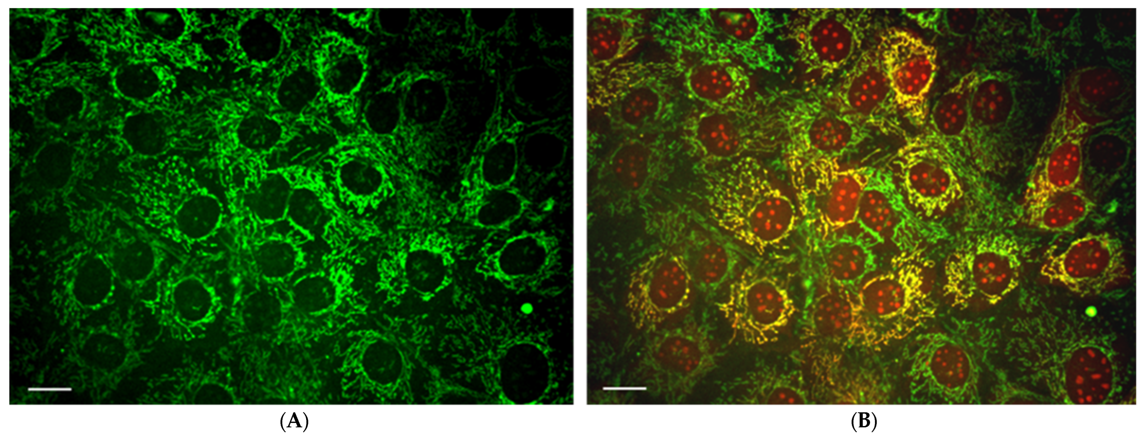 Antioxidants 11 01995 g002