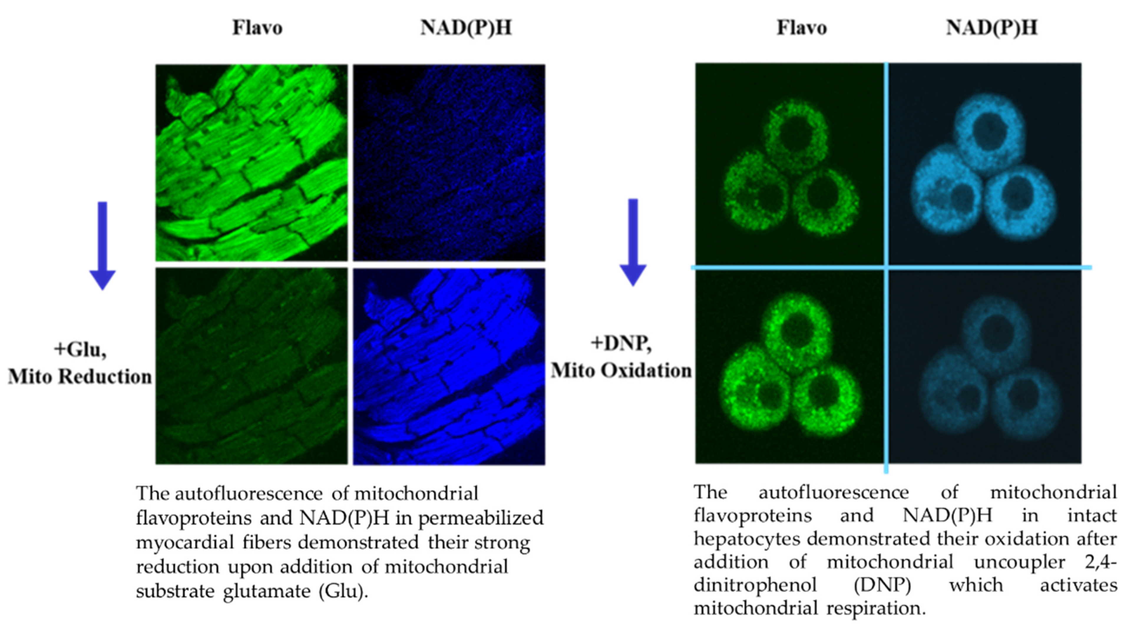 Antioxidants 11 01995 g003
