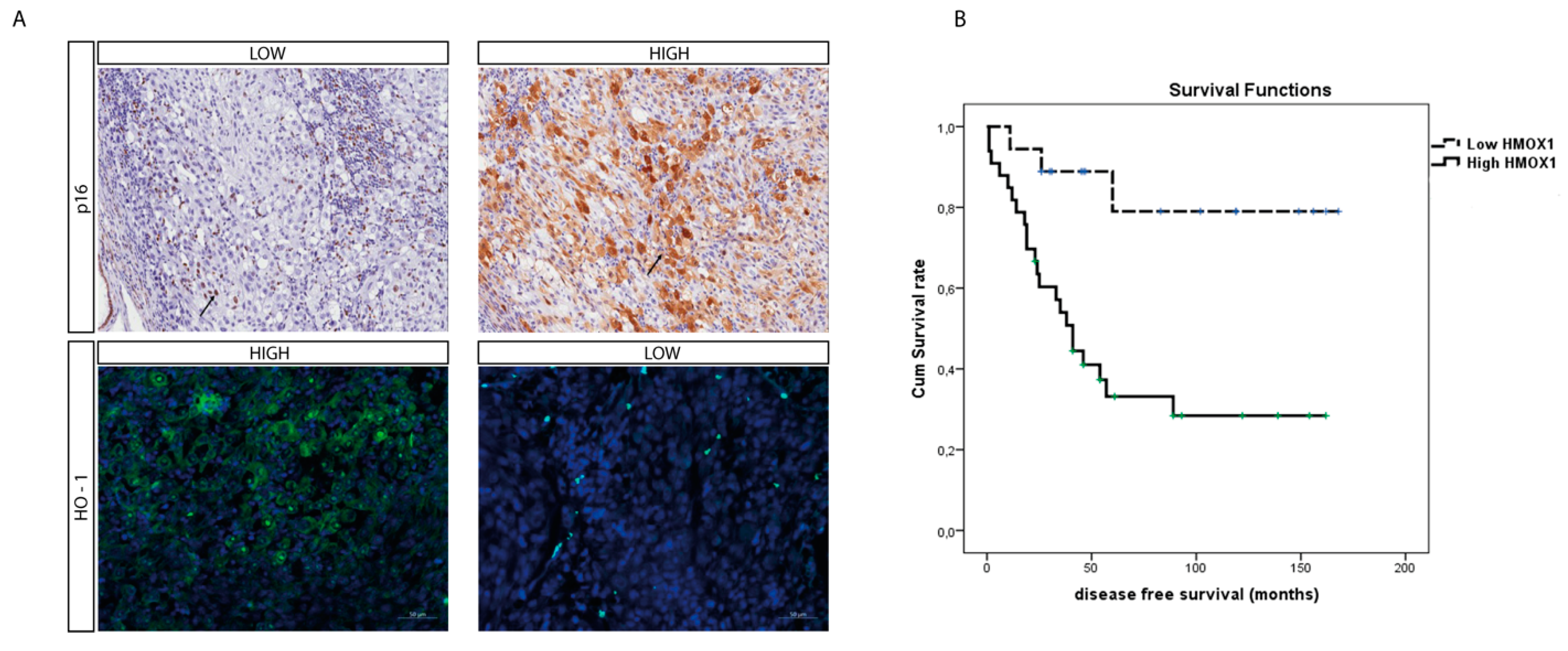 Antioxidants 11 01997 g005