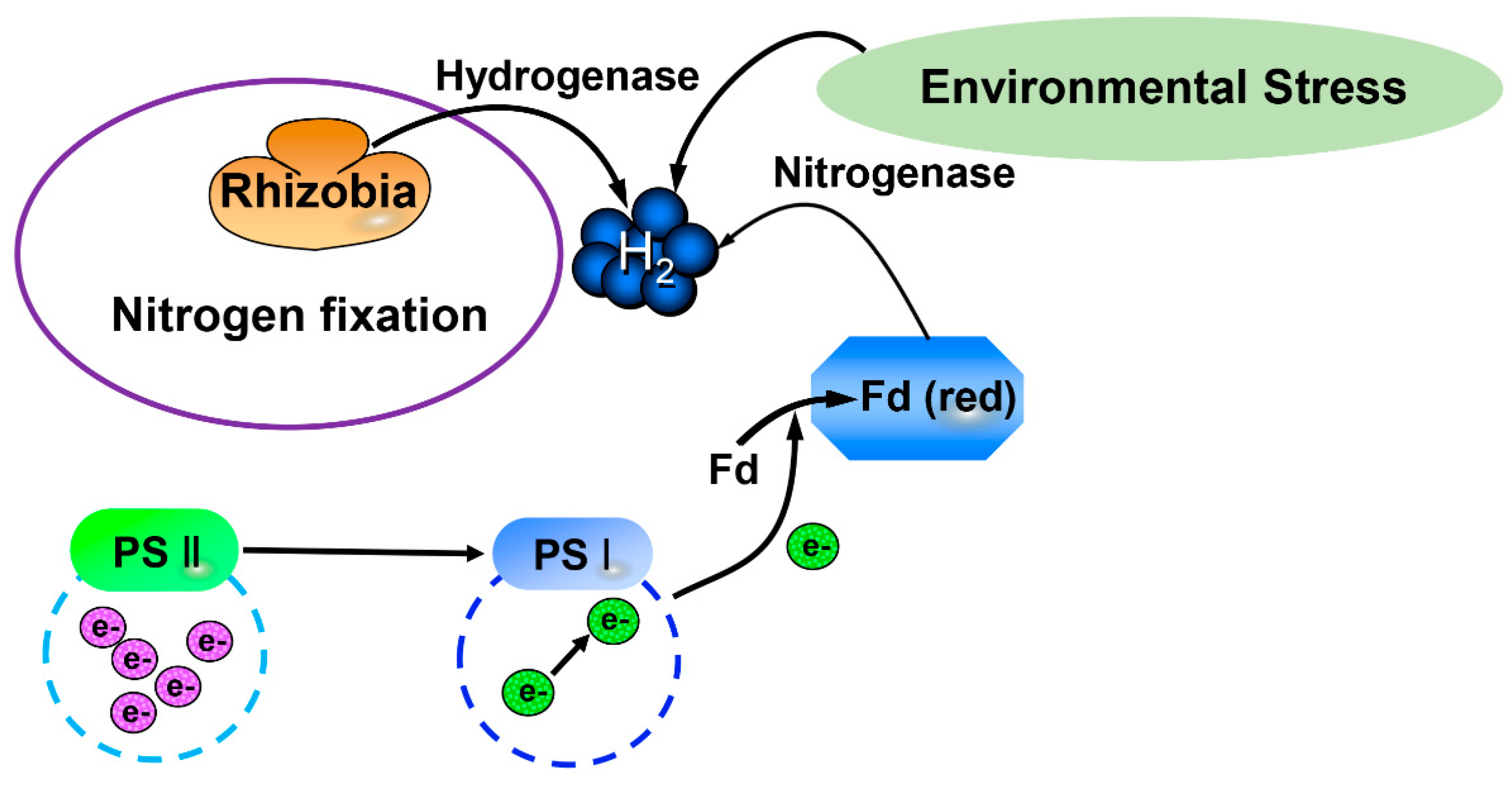 Antioxidants 11 01999 g001