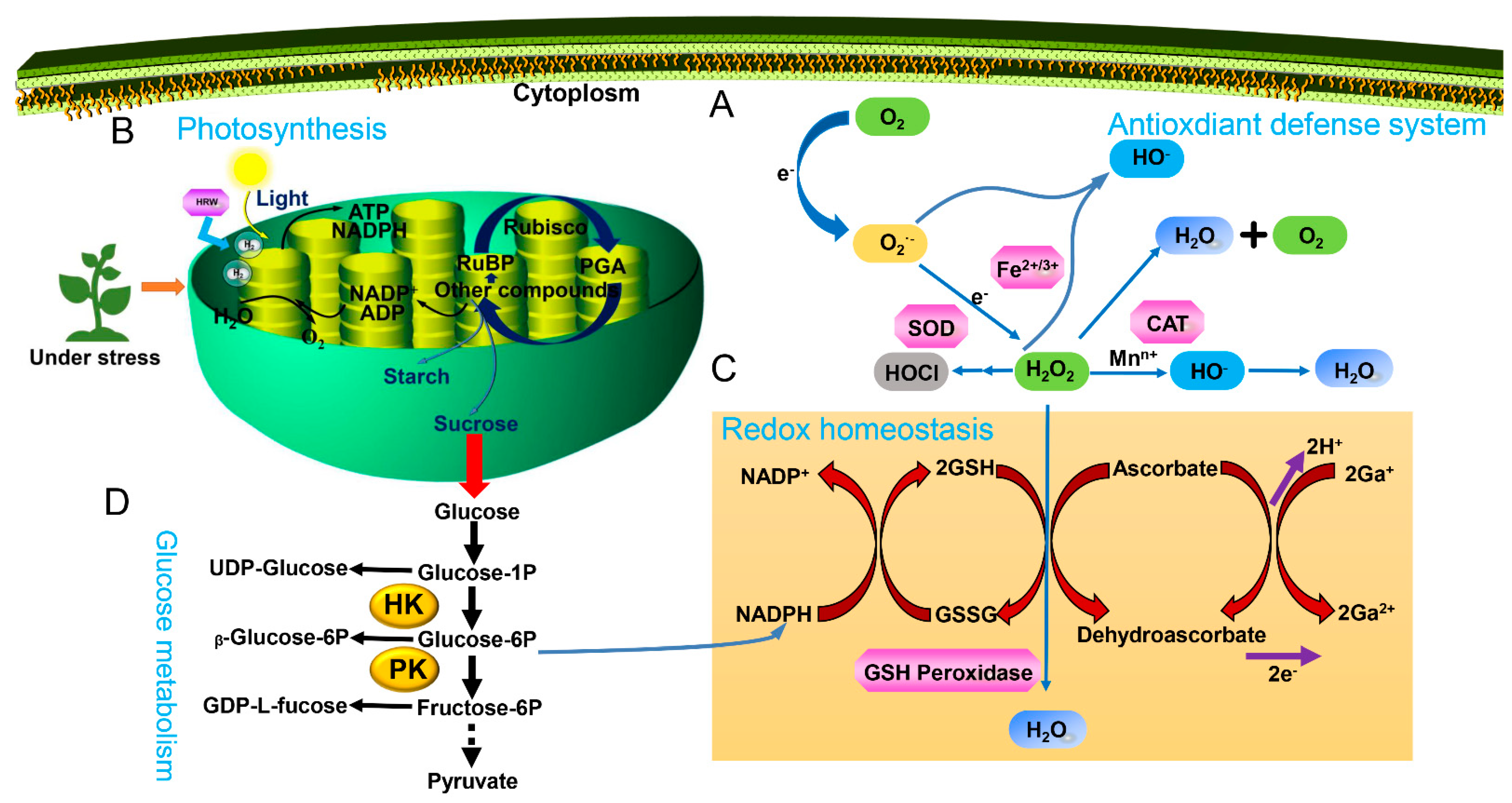 Antioxidants 11 01999 g002