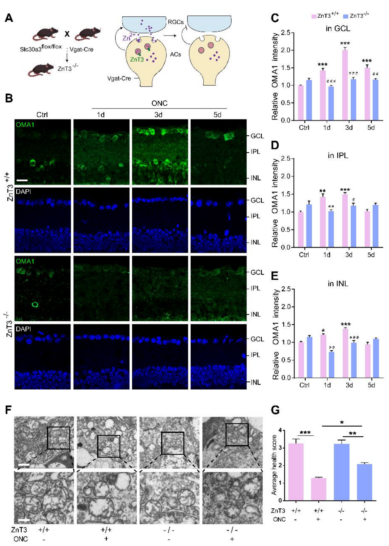 Antioxidants 11 02001 g005