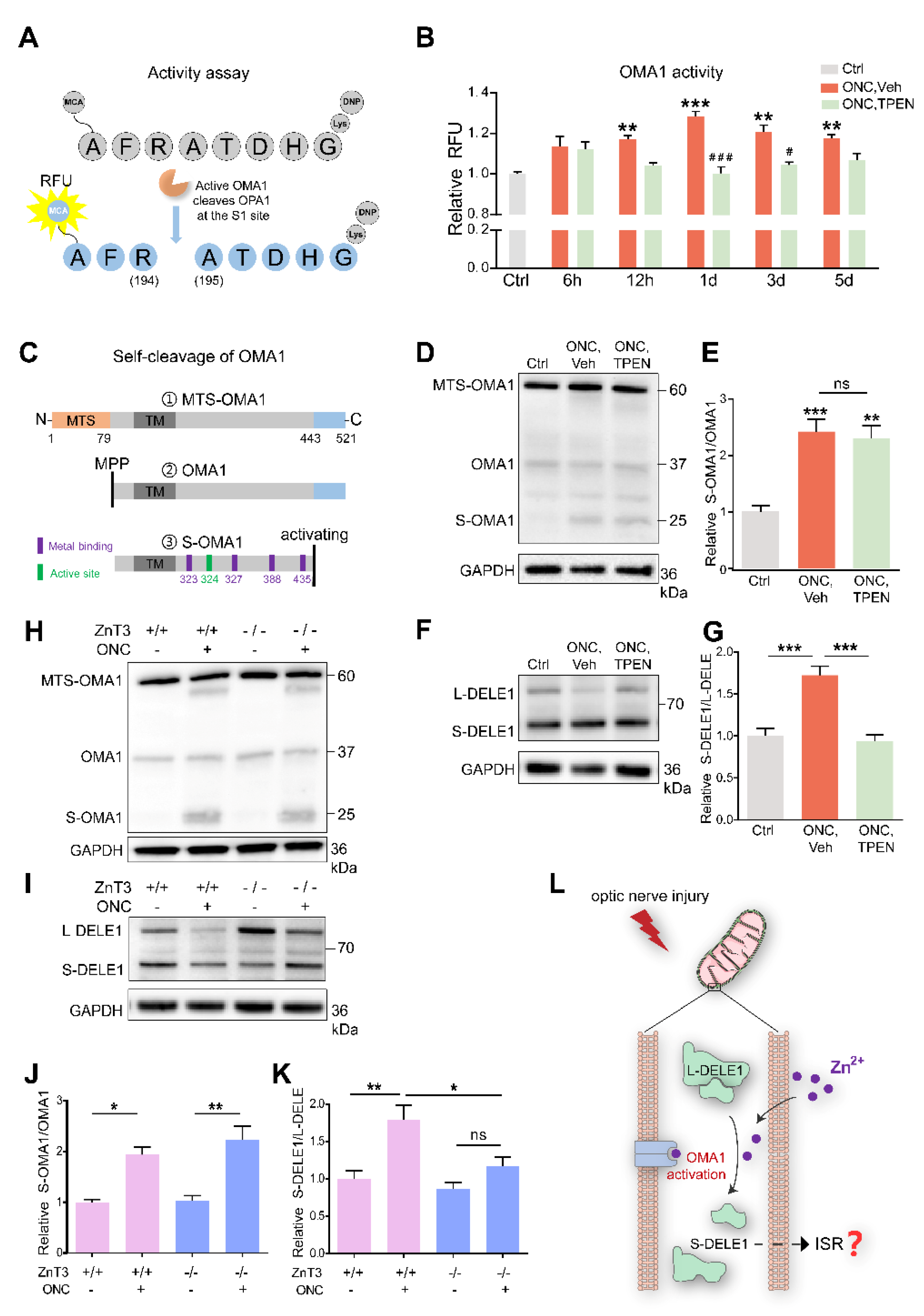 Antioxidants 11 02001 g006