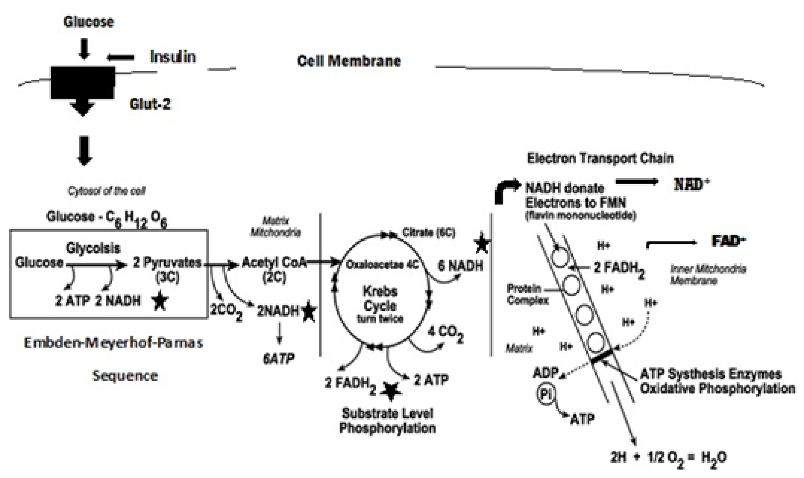 Antioxidants 11 02003 g002