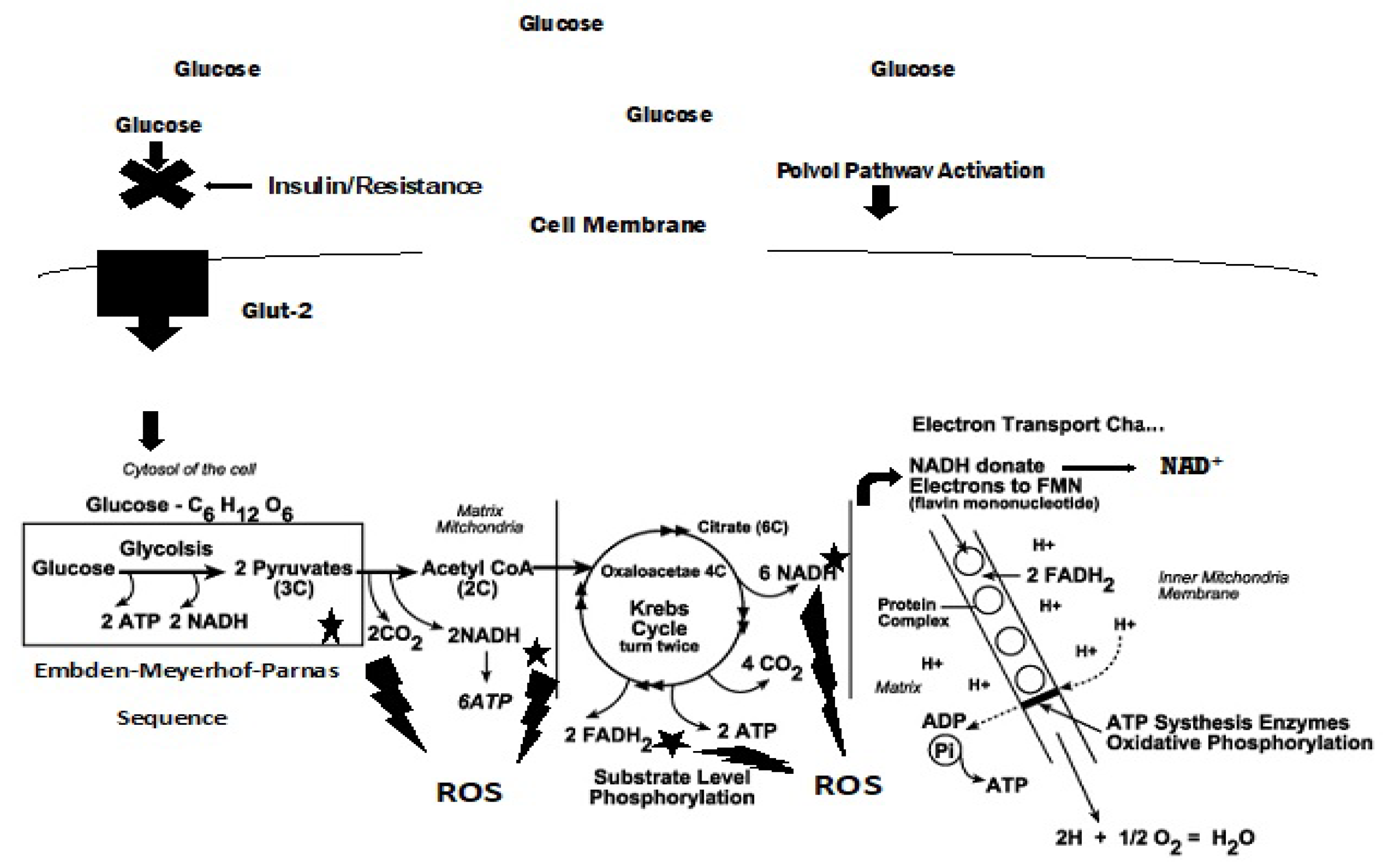 Antioxidants 11 02003 g004