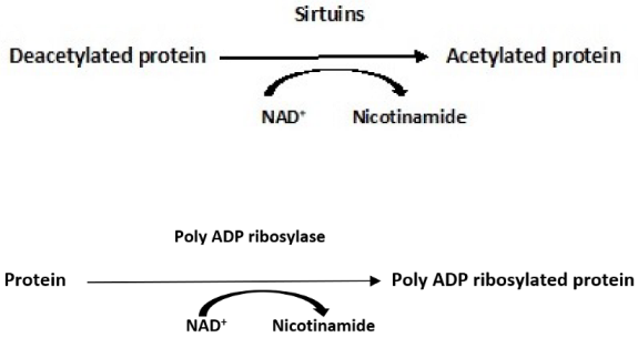 Antioxidants 11 02003 i002 Antioxidants 11 02003 i002