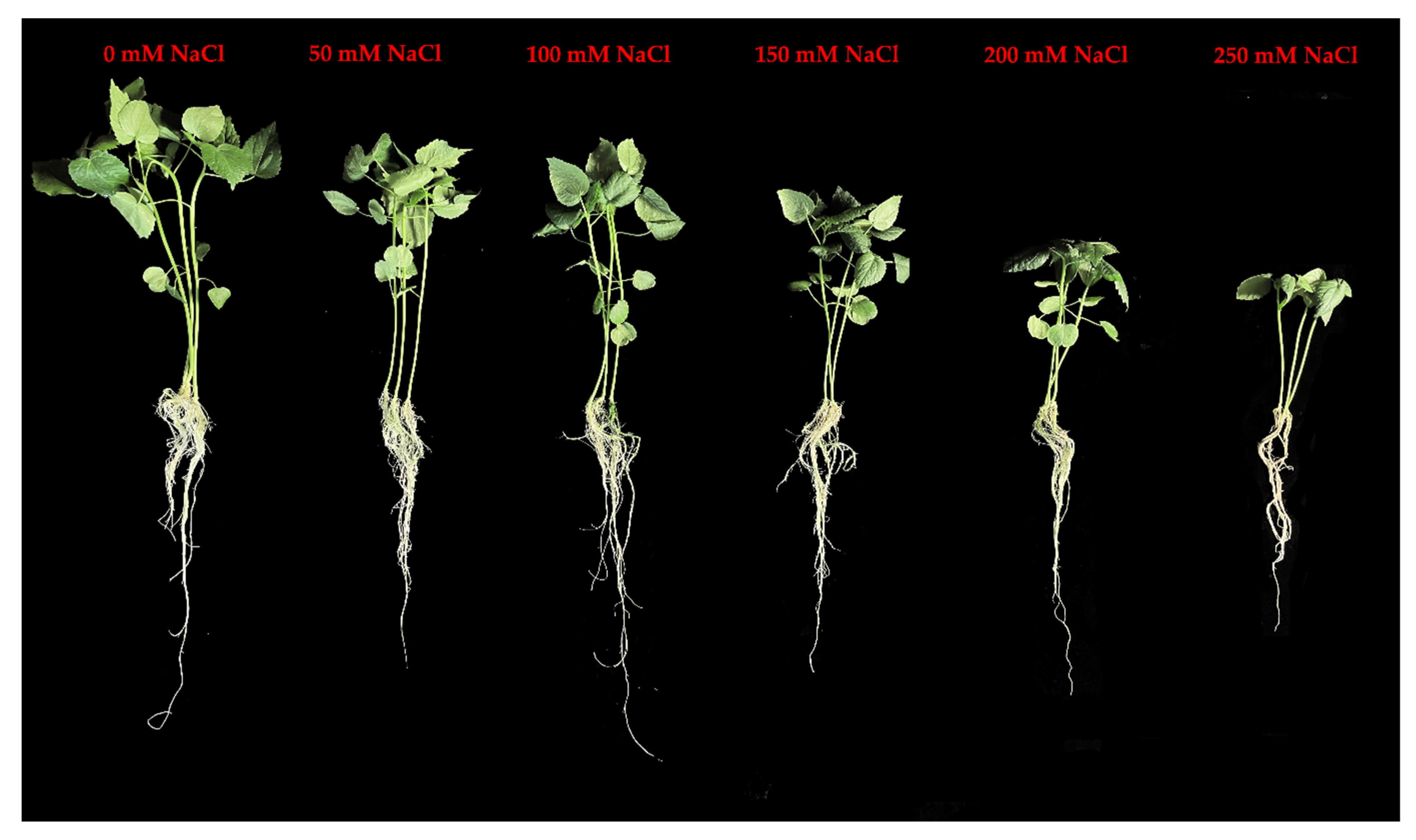 Antioxidants 11 02005 g001