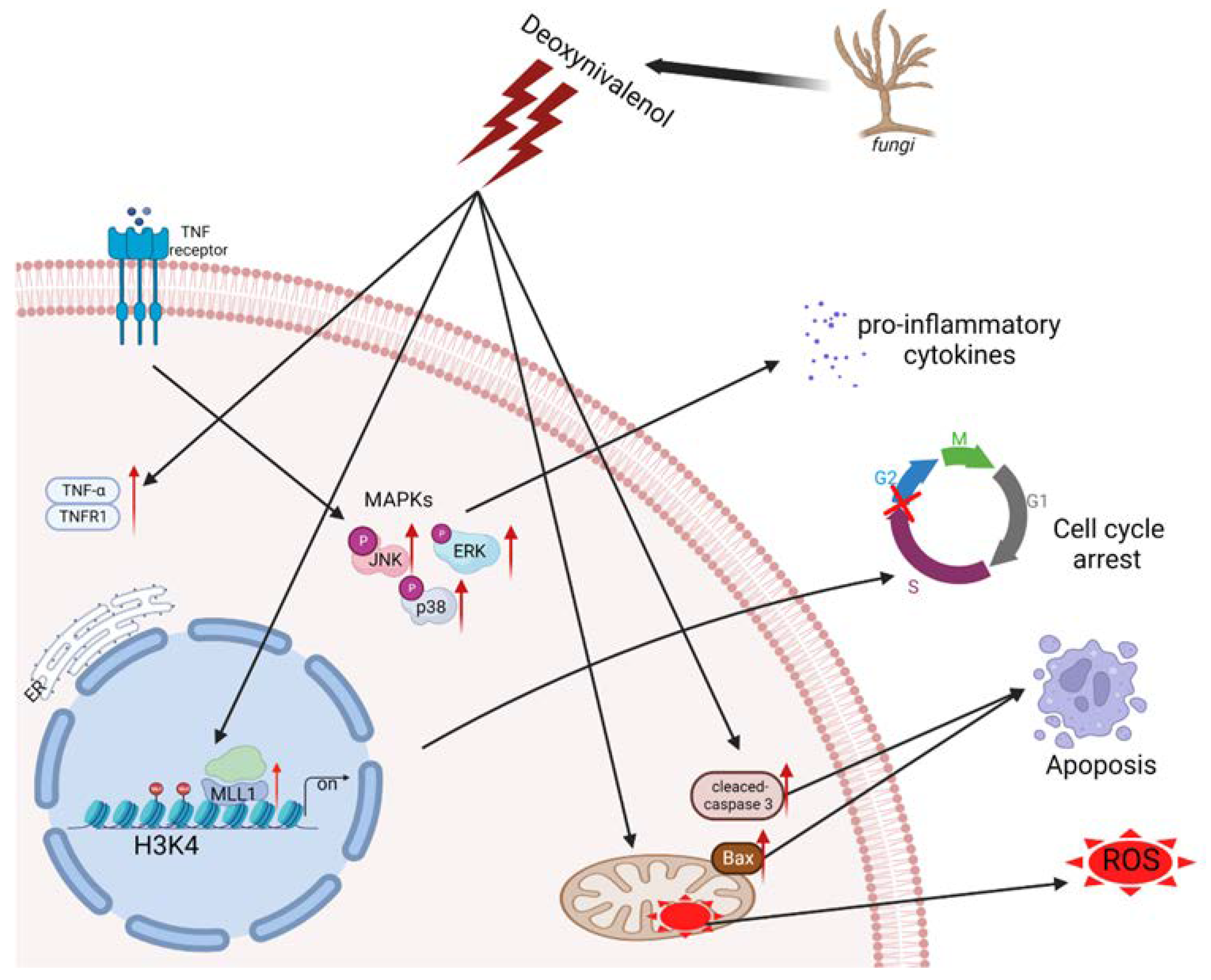Antioxidants 11 02006 g008