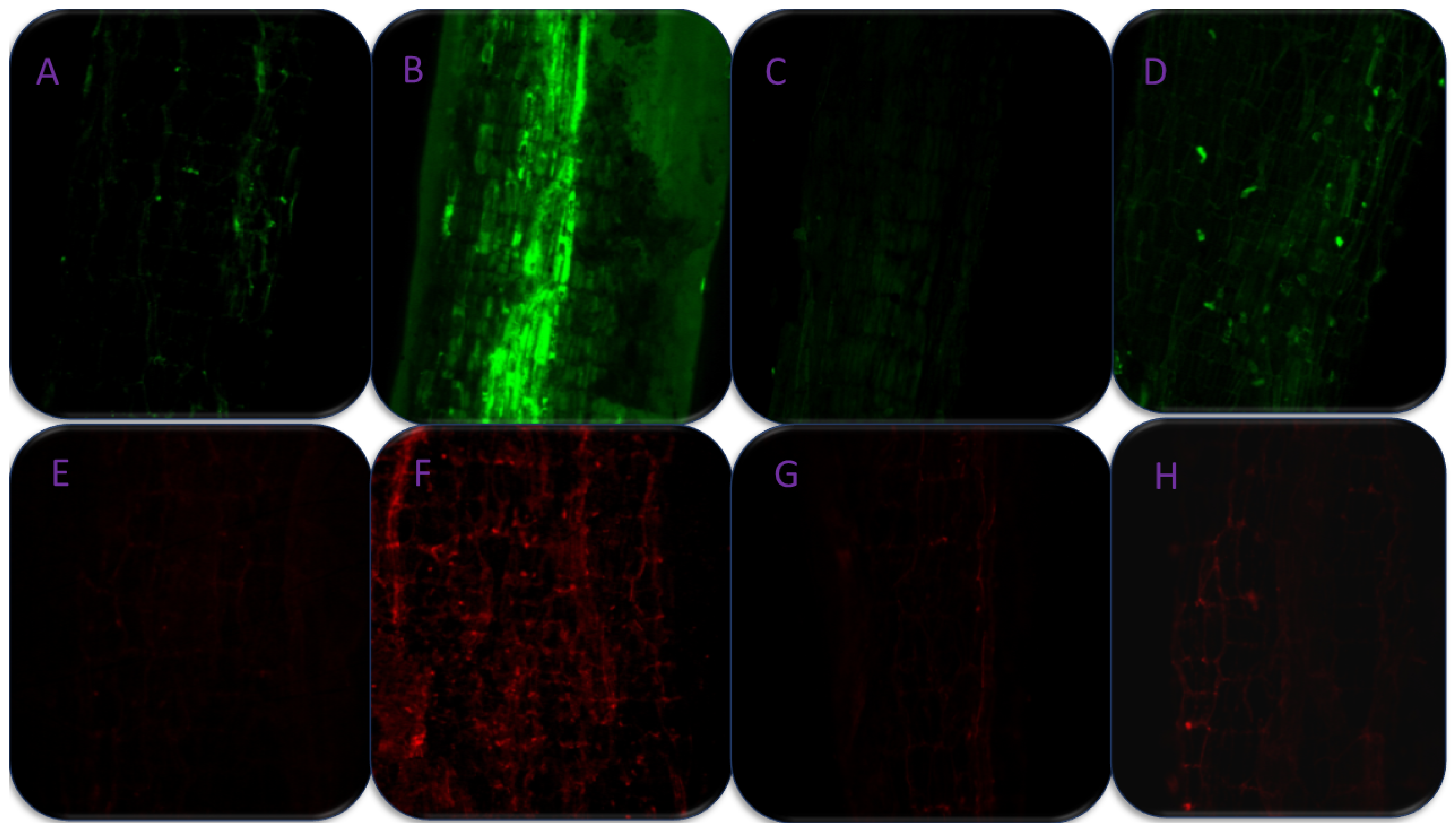 Antioxidants 11 02010 g010