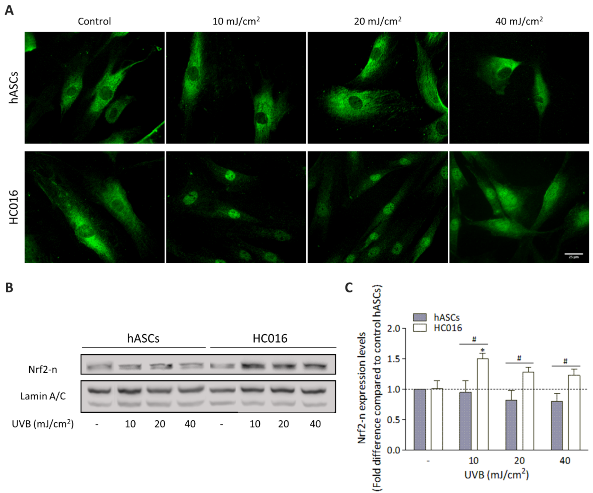Antioxidants 11 02011 g003