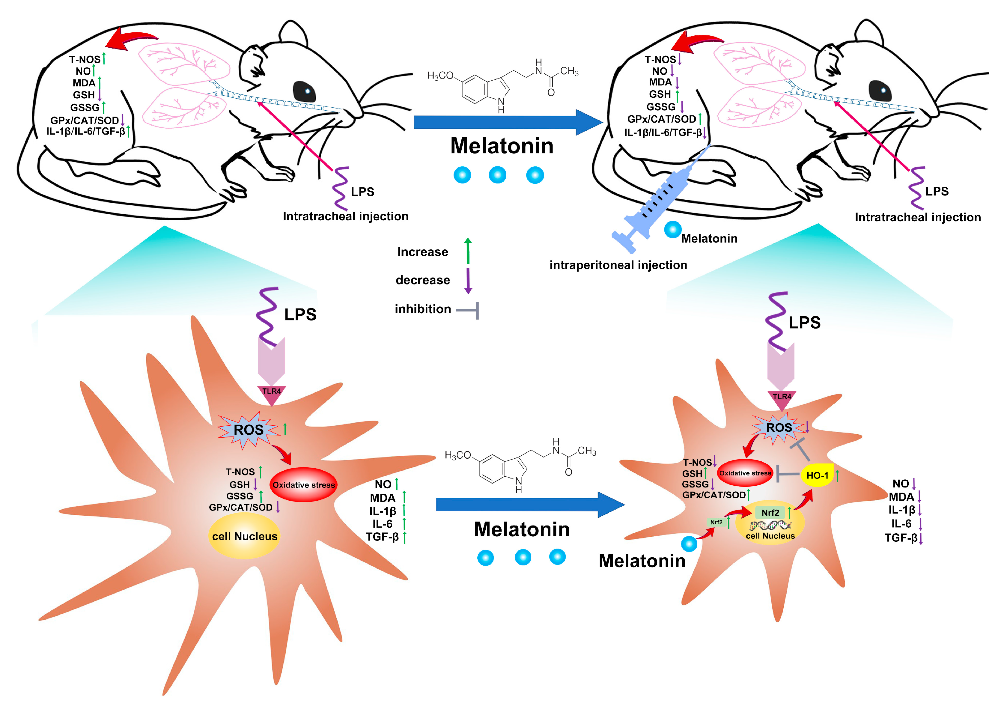Antioxidants 11 02012 g008