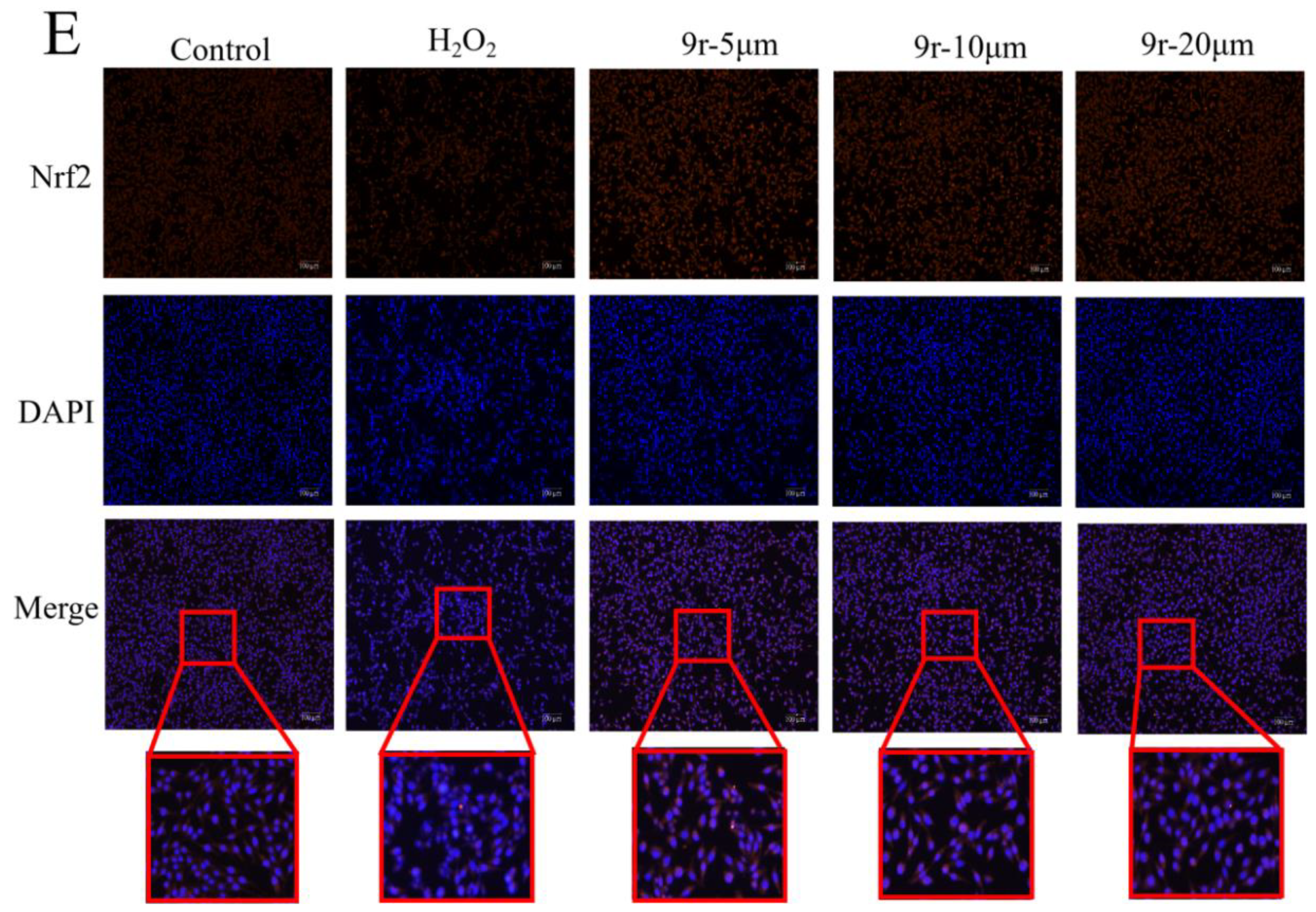 Antioxidants 11 02014 g007b Antioxidants 11 02014 g007b