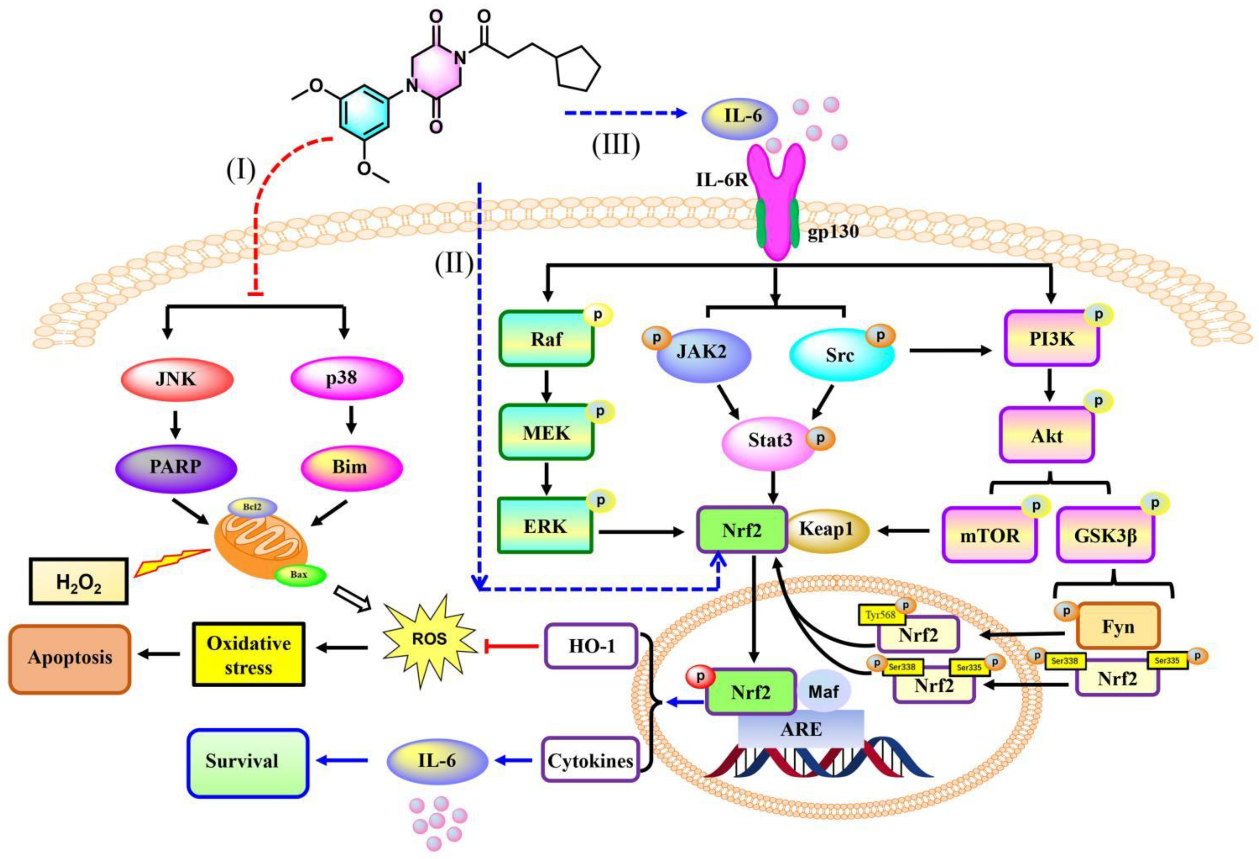 Antioxidants 11 02014 g013 Antioxidants 11 02014 g013