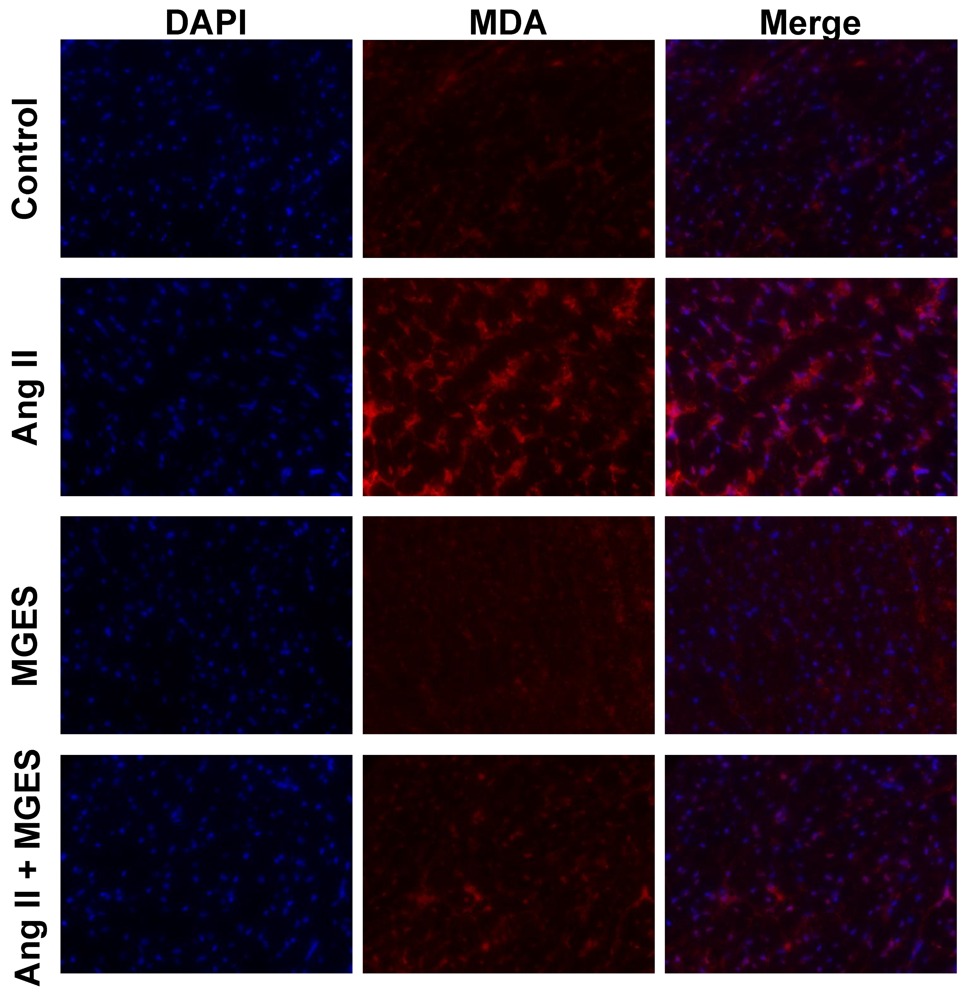 Antioxidants 11 02026 g004 Antioxidants 11 02026 g004
