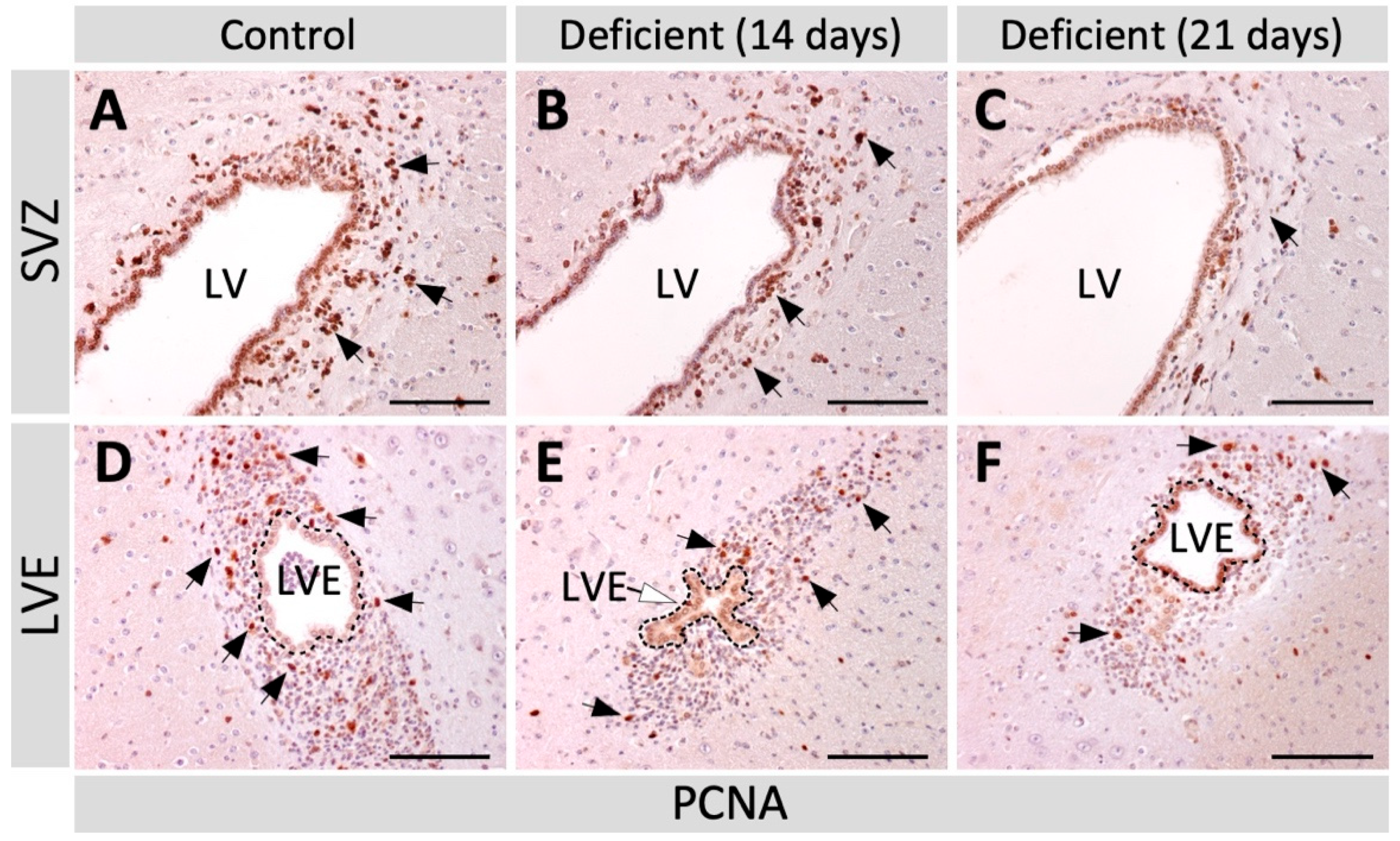 Antioxidants 11 02030 g002