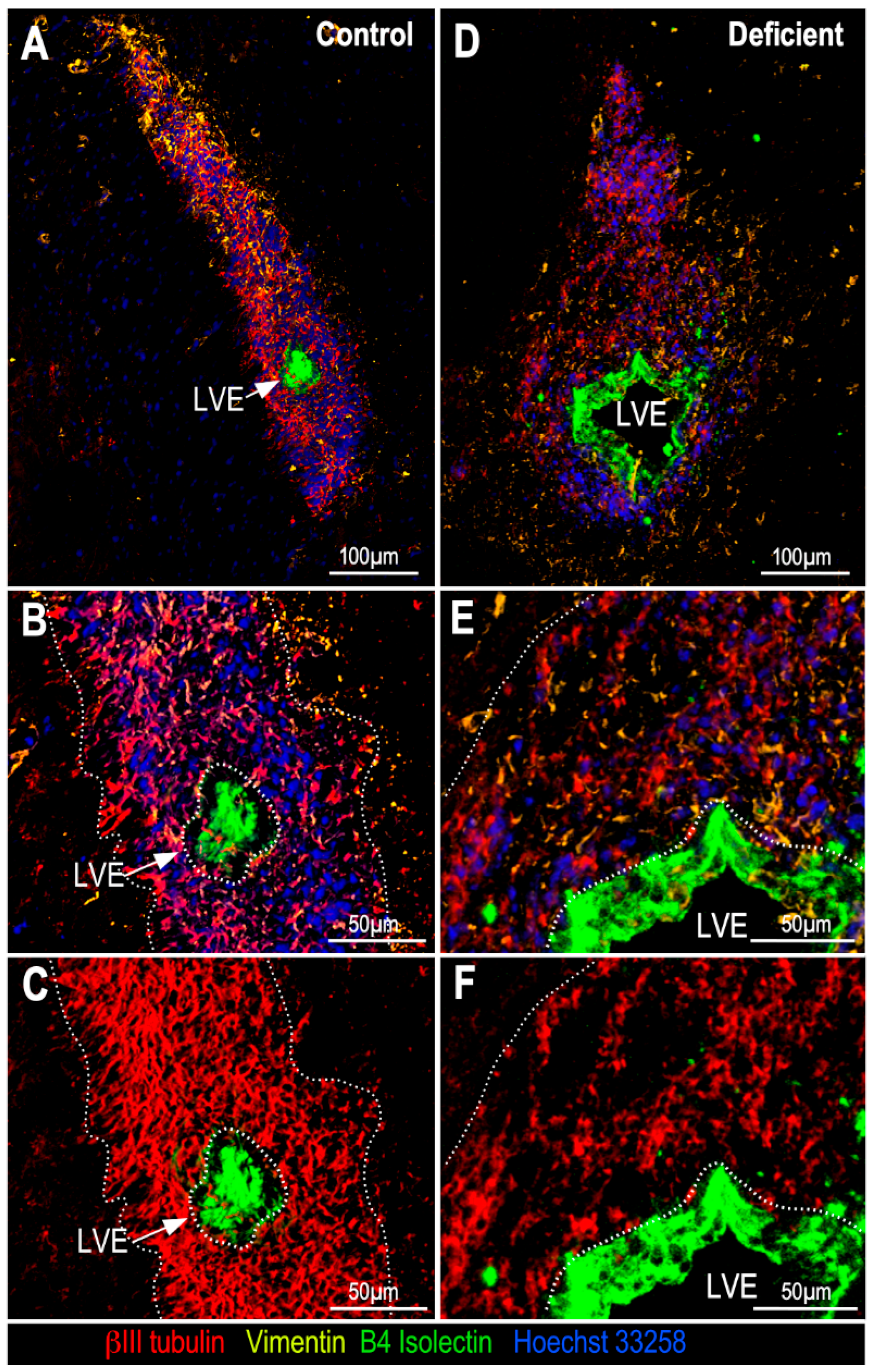 Antioxidants 11 02030 g005