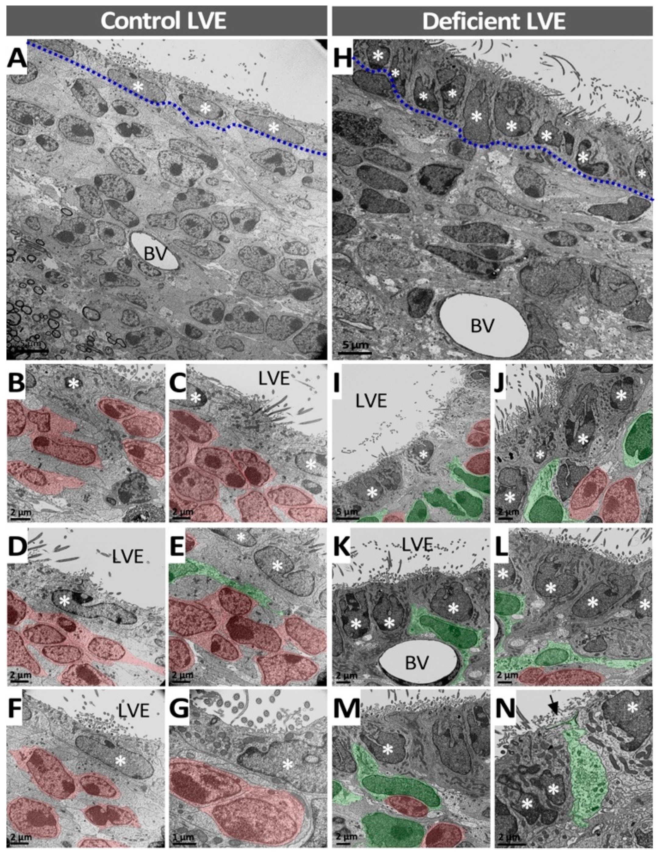 Antioxidants 11 02030 g008