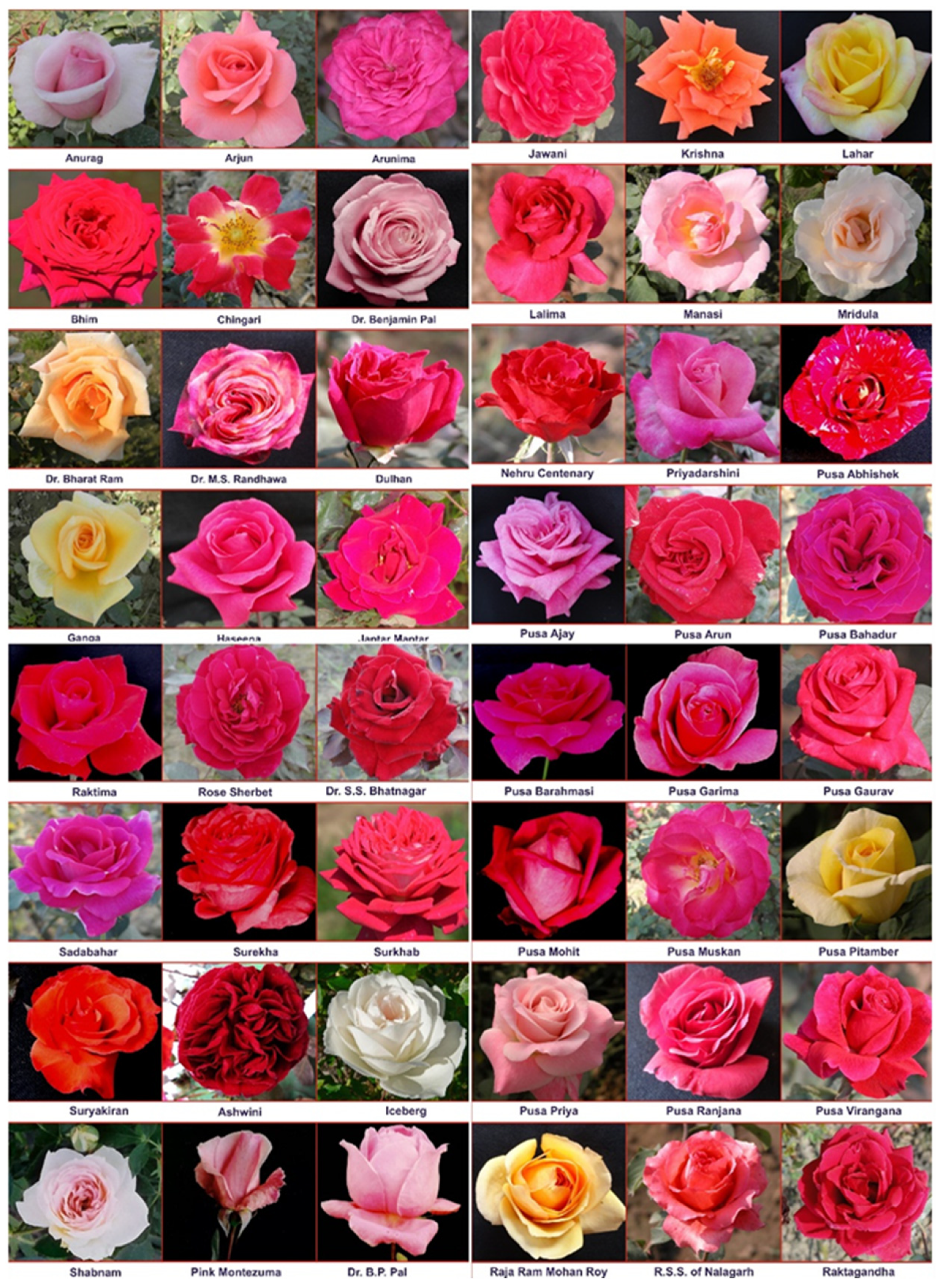 Antioxidants 11 02032 g001