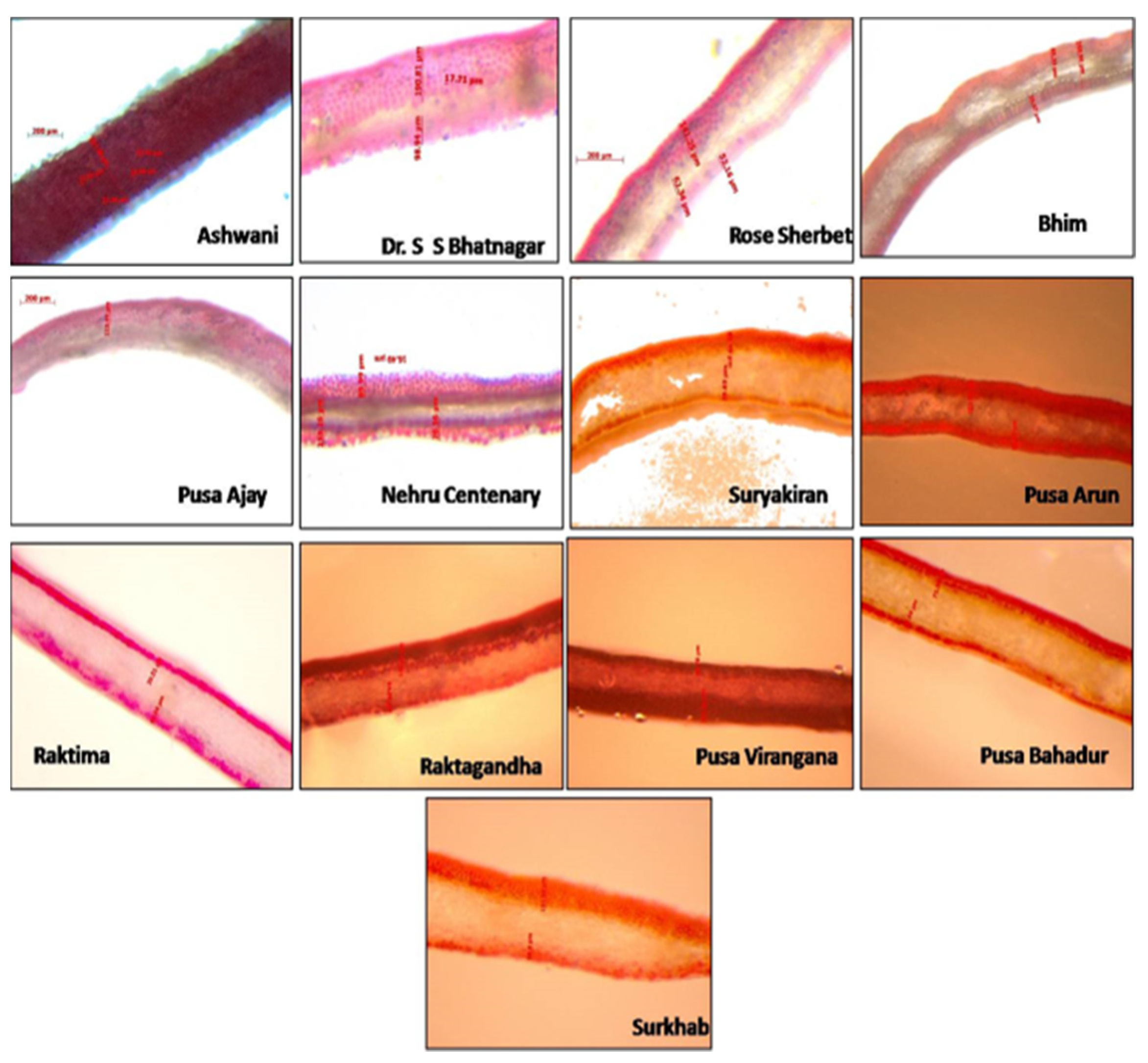 Antioxidants 11 02032 g004